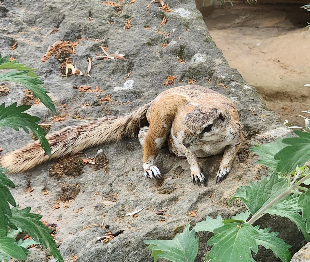 Prague Zoo - Cape Ground Squirrel