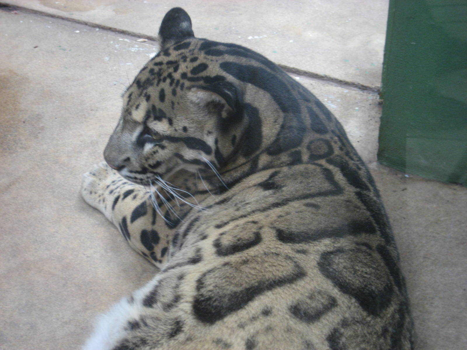 Prague Zoo - Clouded leopard