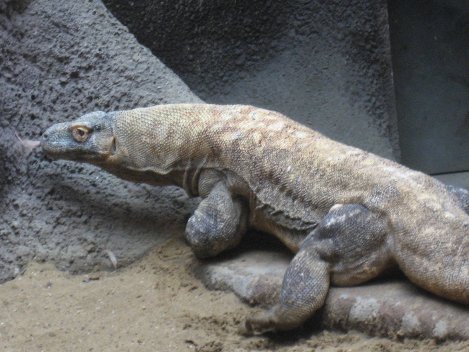 Prague Zoo - Comodo dragon