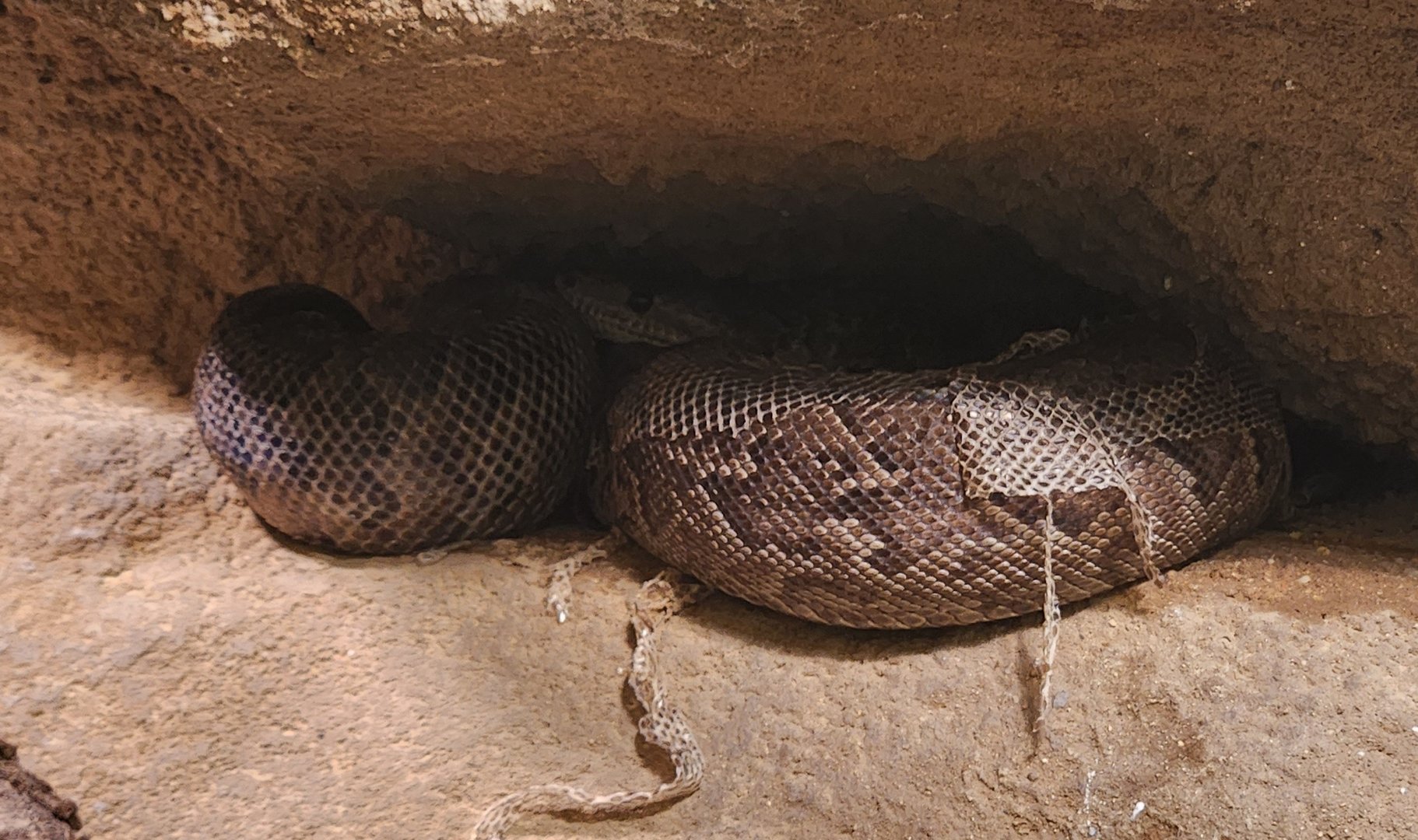 Prague Zoo - Cuban Boa