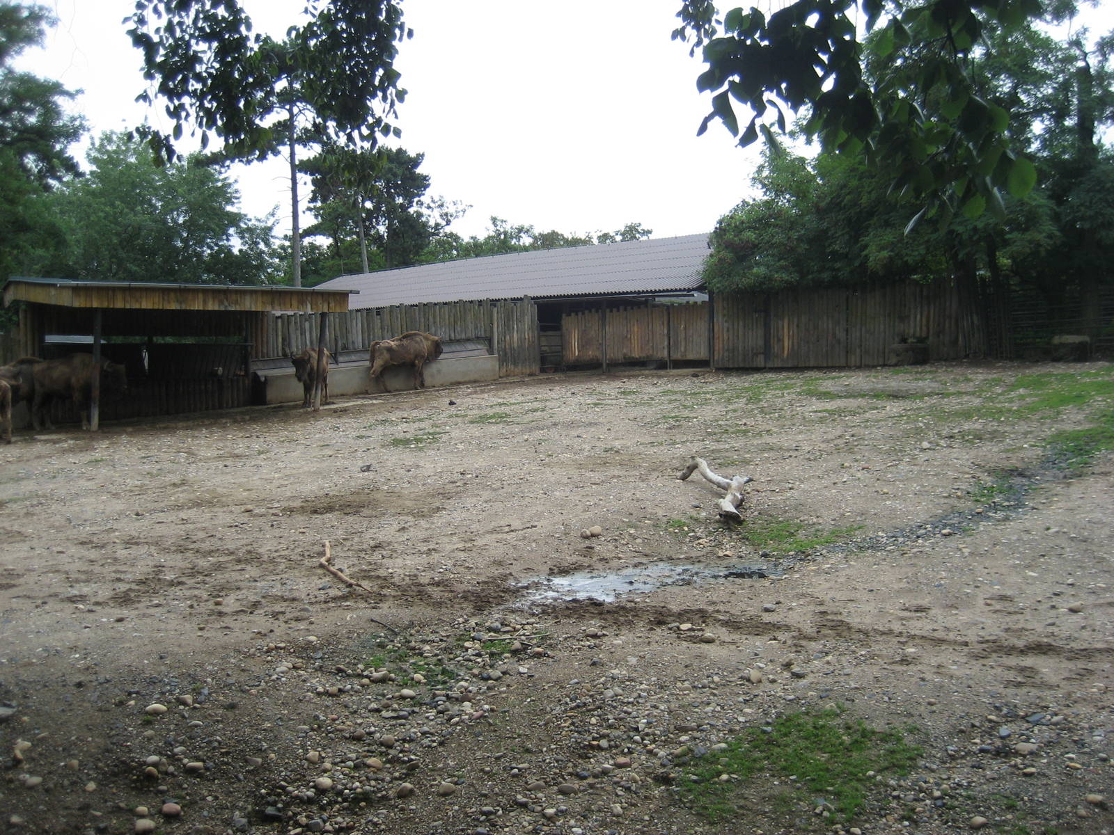 Prague Zoo - European bison exhibit