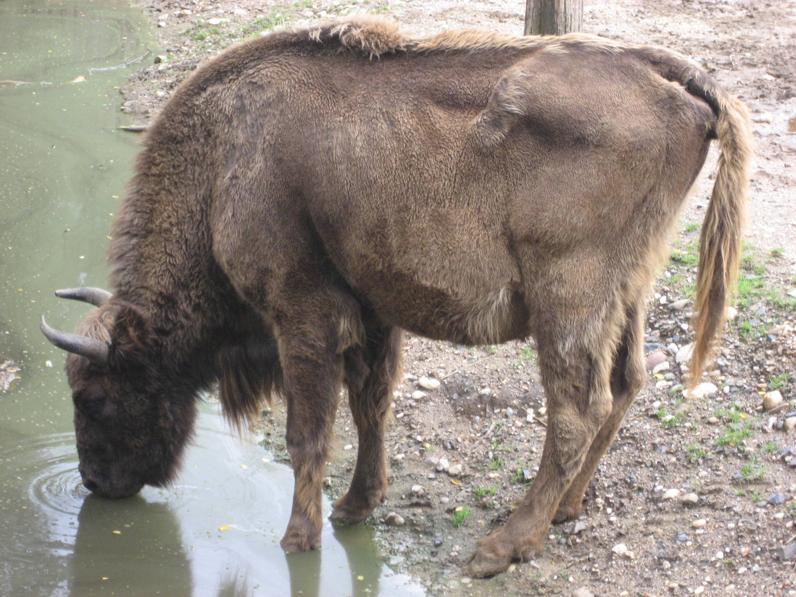 Prague Zoo - European bison (wisent)