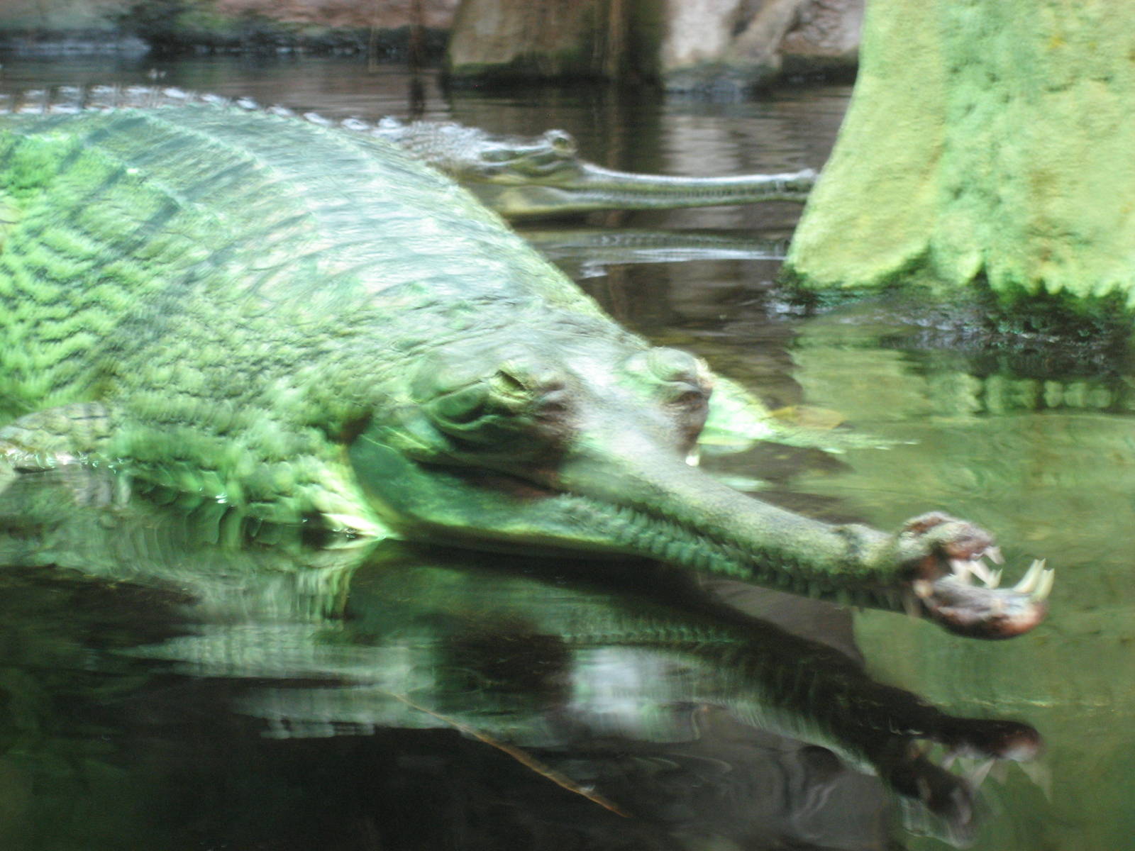 Prague Zoo - False gharial