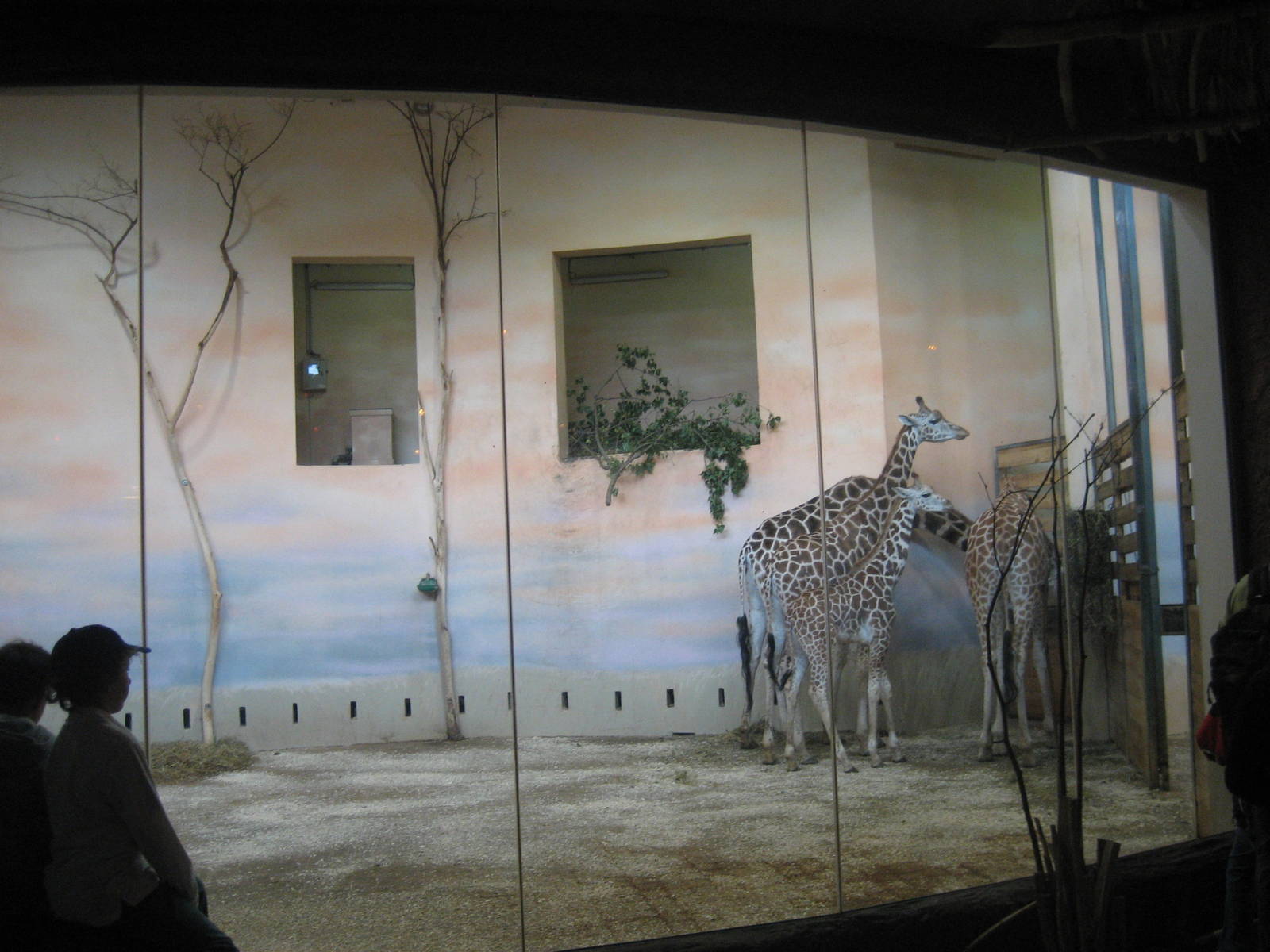Prague Zoo - Giraffe indoor exhibit