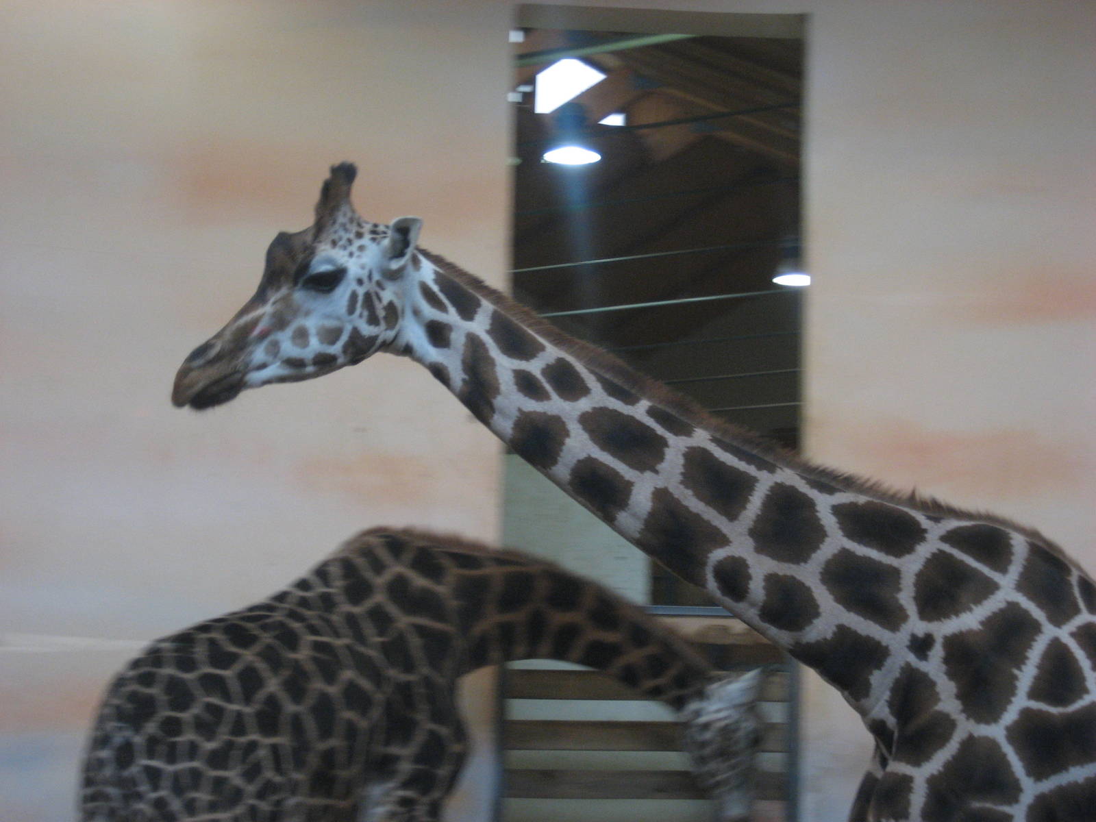 Prague Zoo - Giraffe