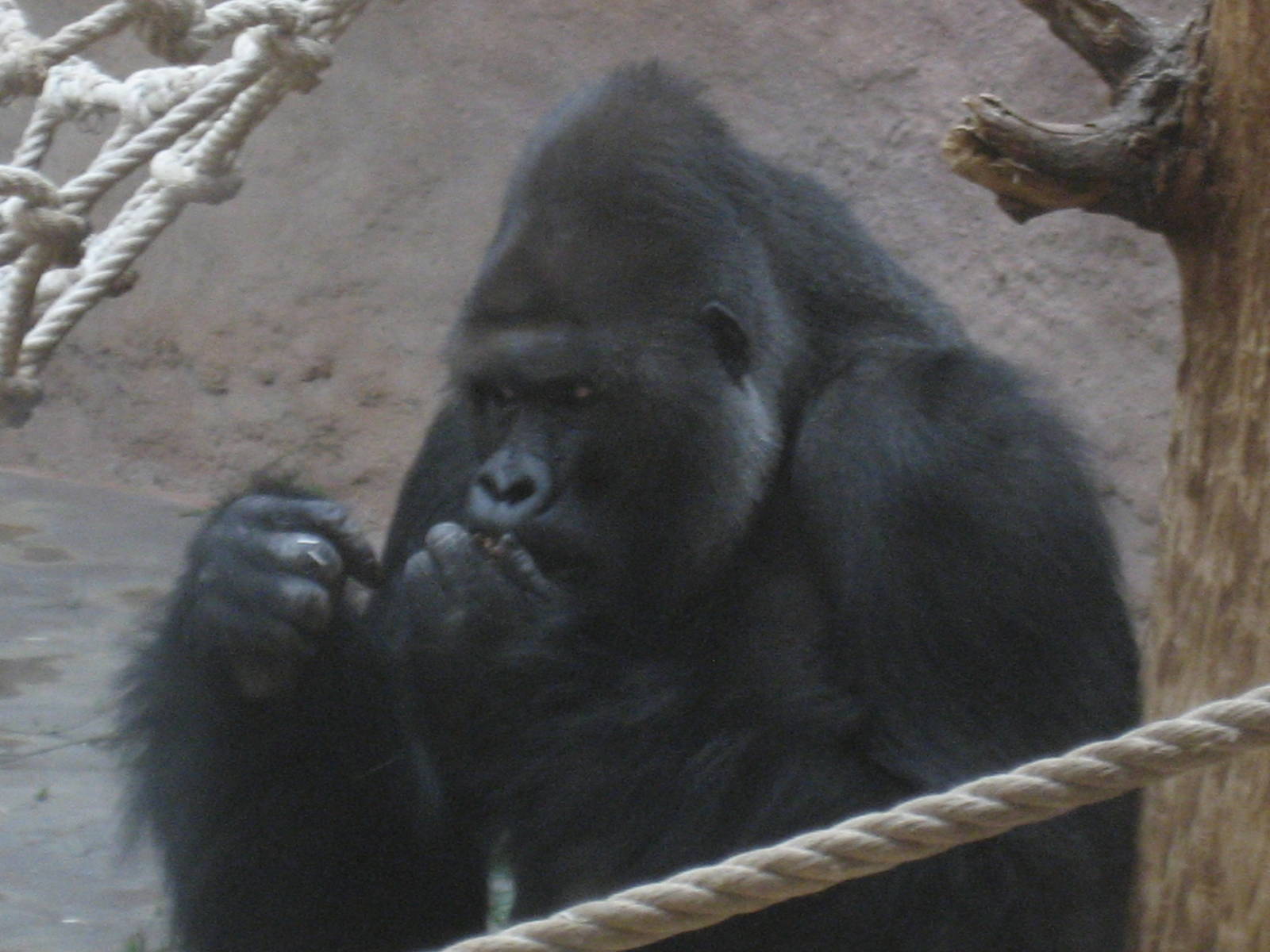 Prague Zoo - Gorilla eating