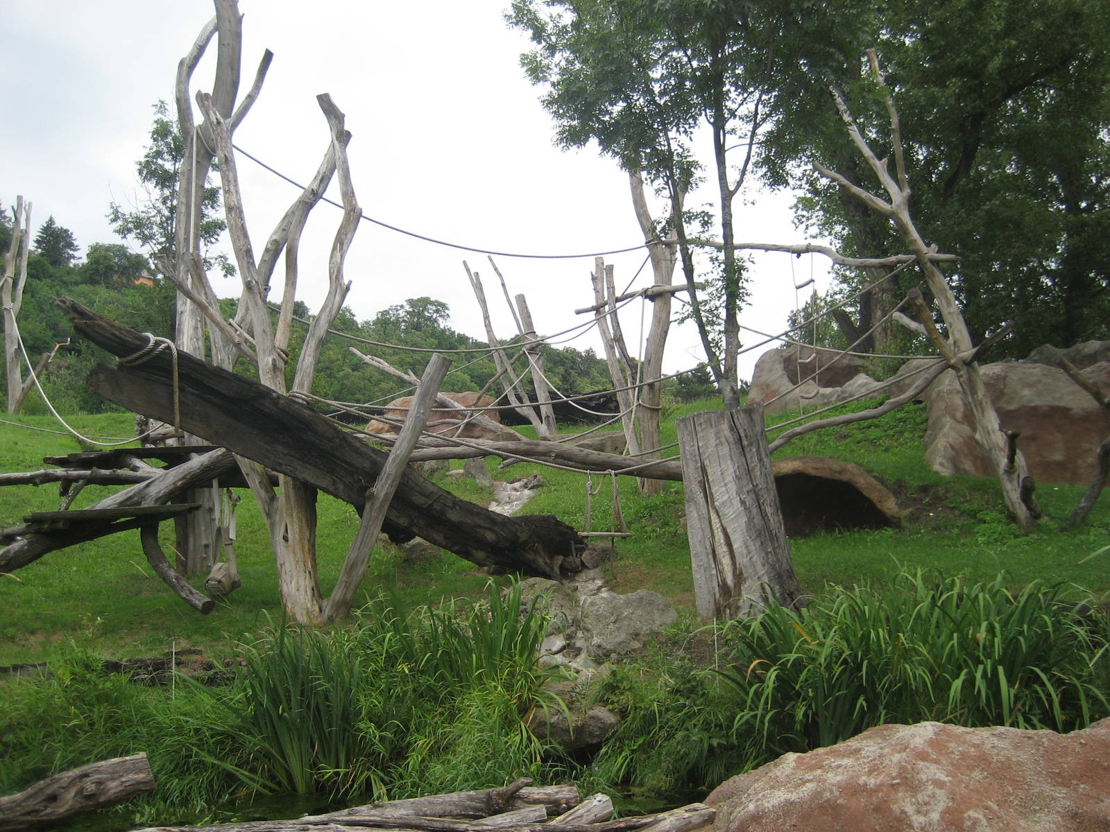 Prague Zoo - Gorilla outdoor exhibit