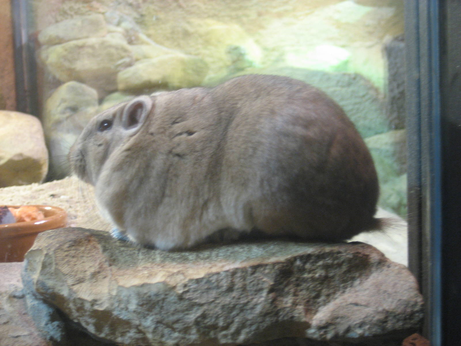Prague Zoo - Gundi