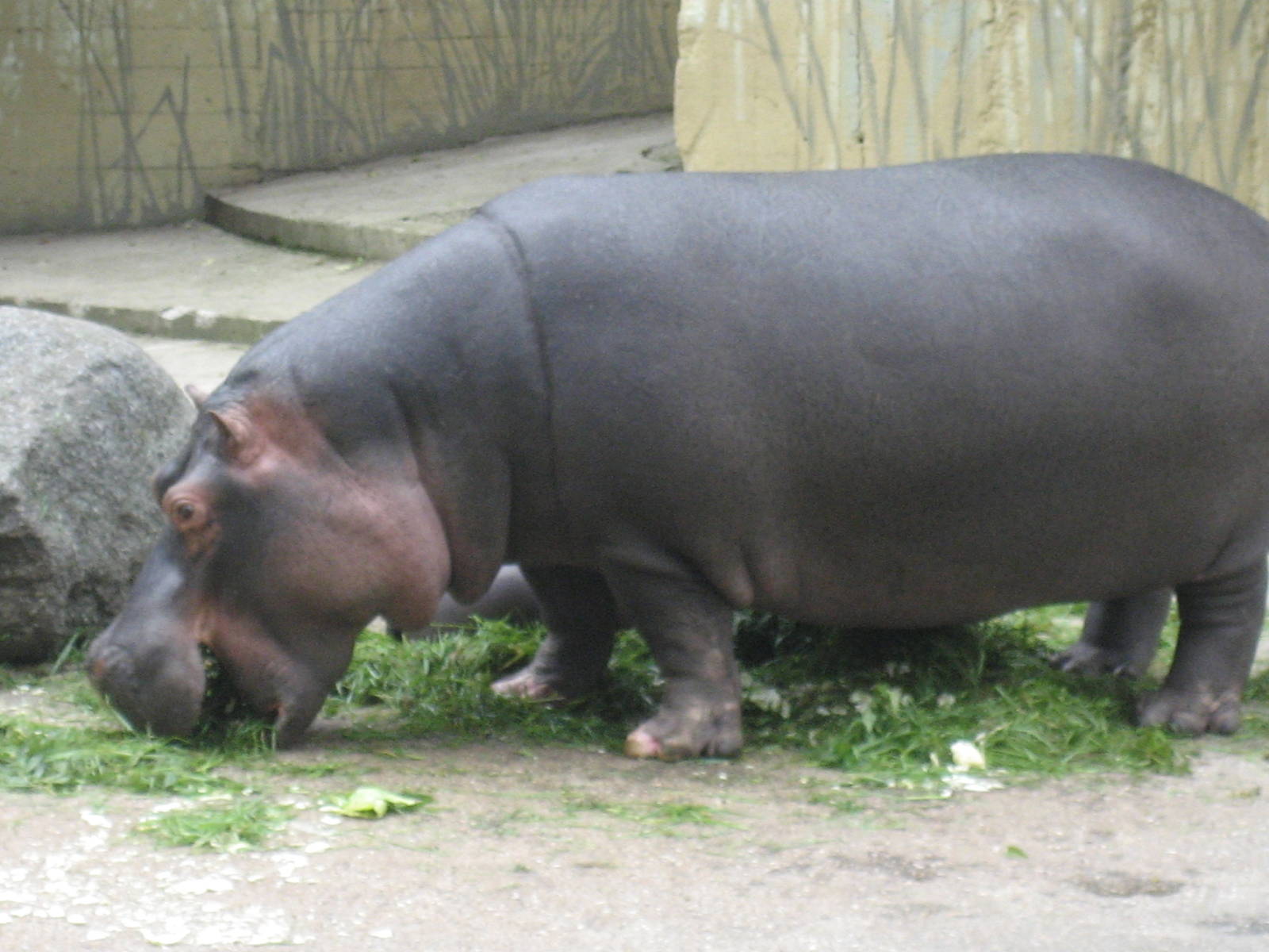 Prague Zoo - Hippopotamus