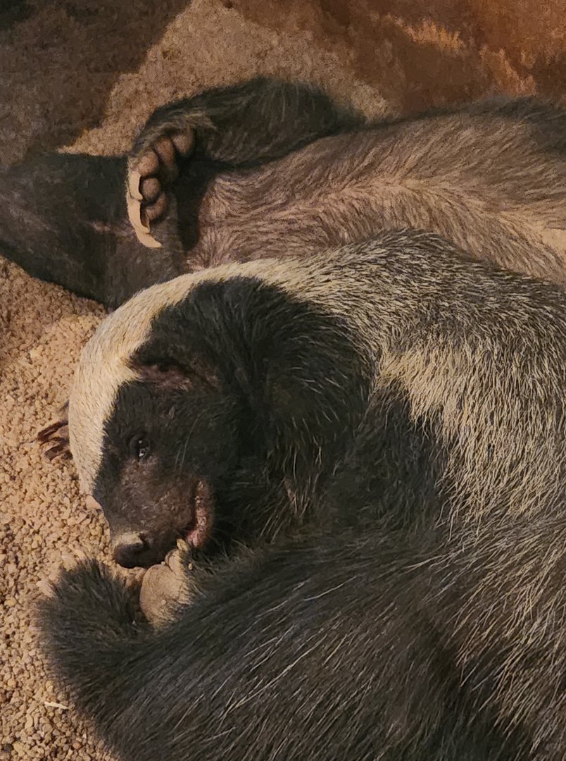 Prague Zoo - Honey Badger dreaming