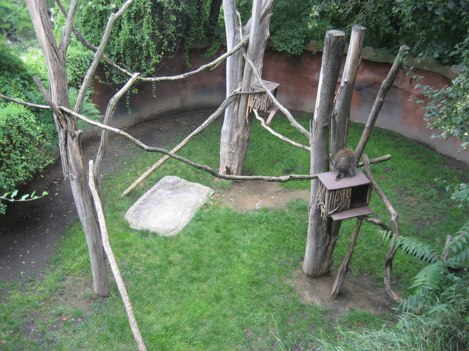 Prague Zoo - North american porcupine exhibit