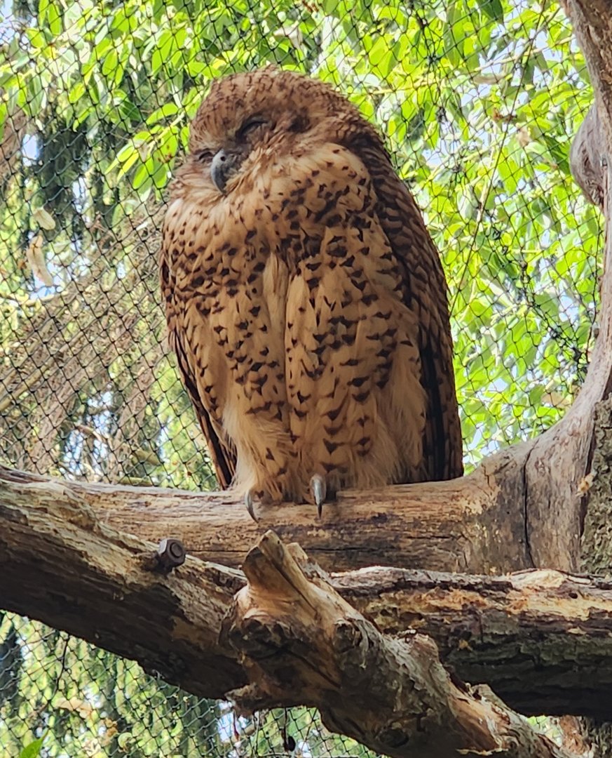 Prague Zoo - Pel's Fishing Owl