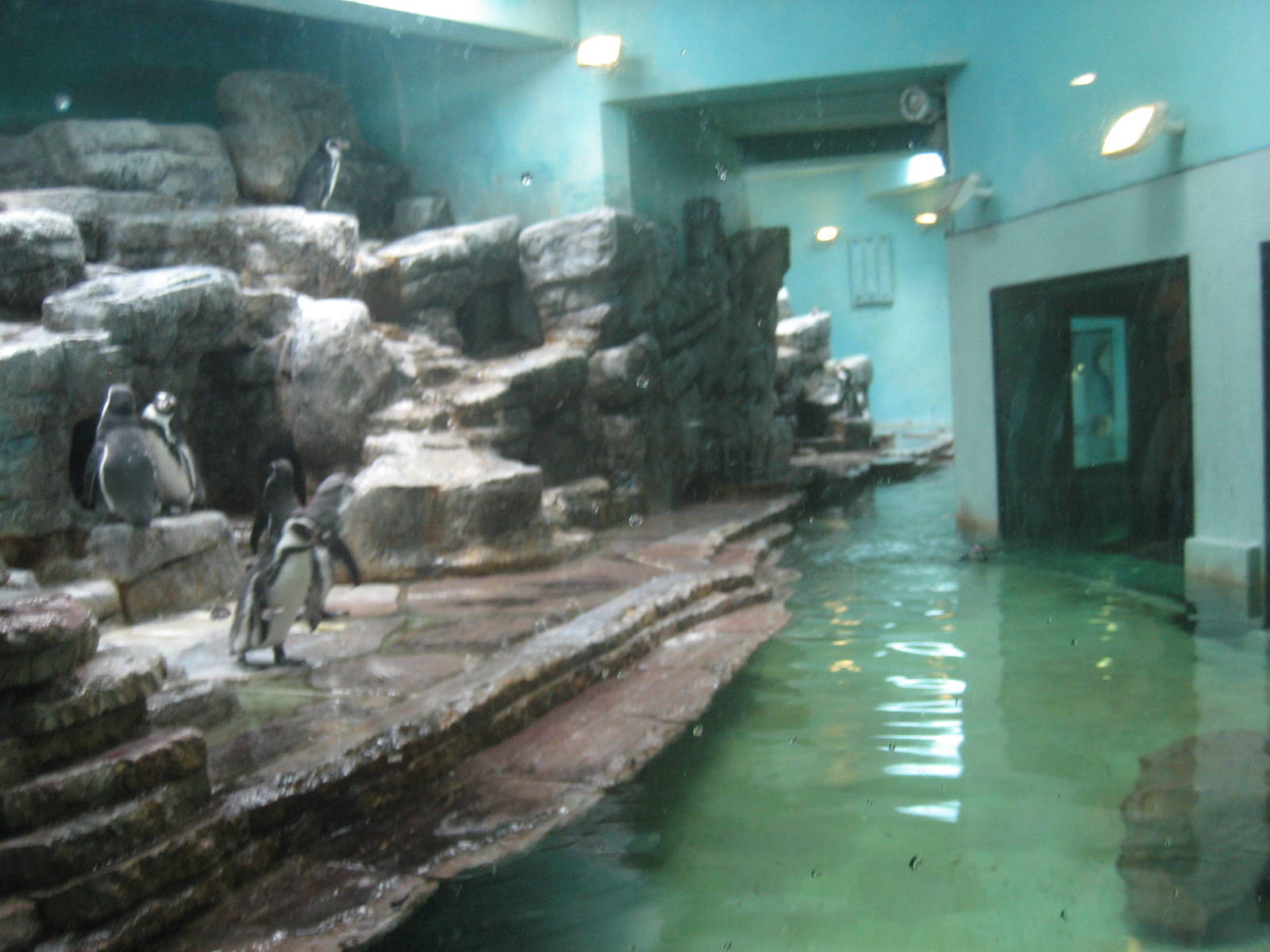 Prague Zoo - Penguin exhibit