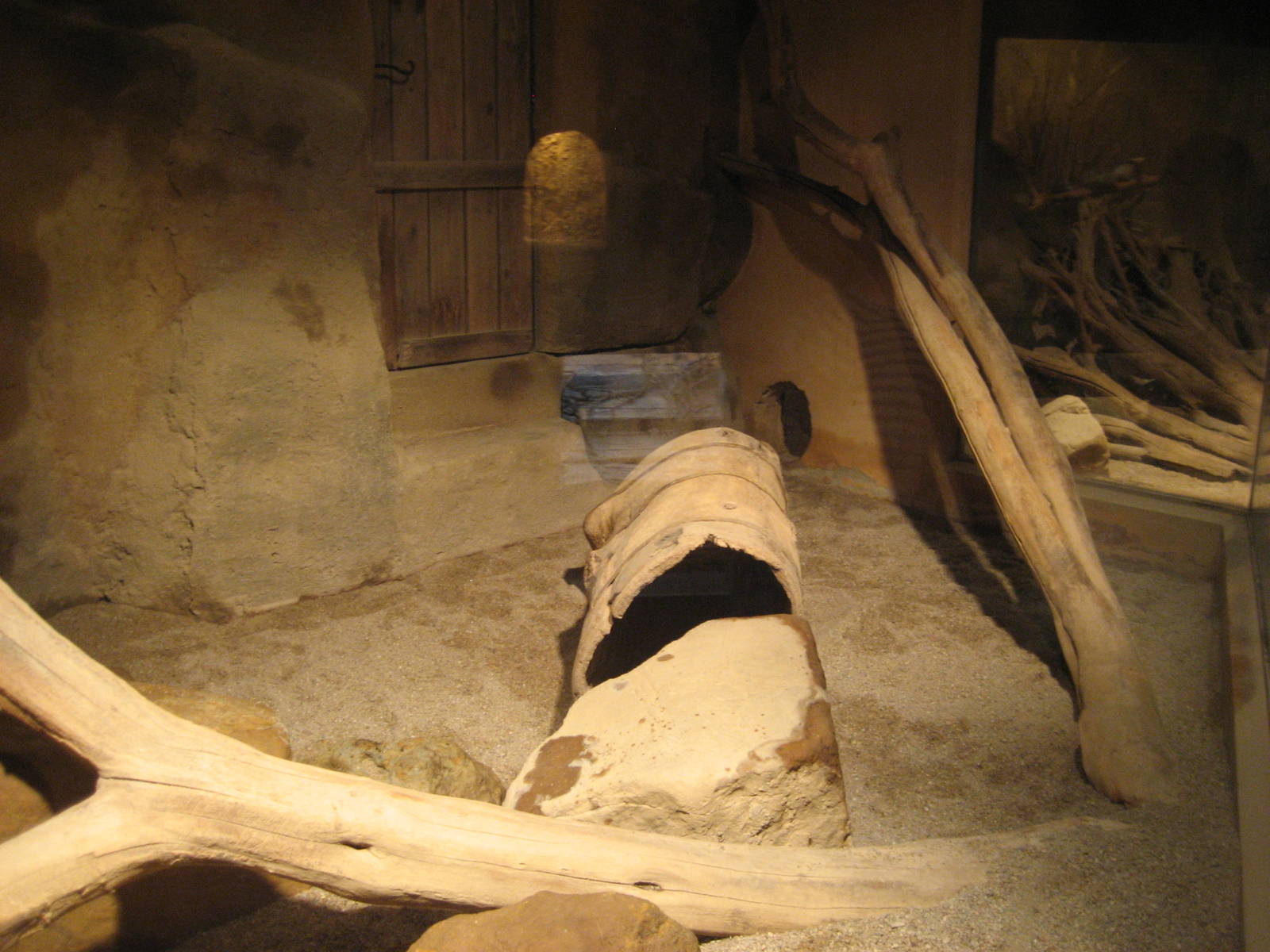 Prague Zoo - Ratel exhibit