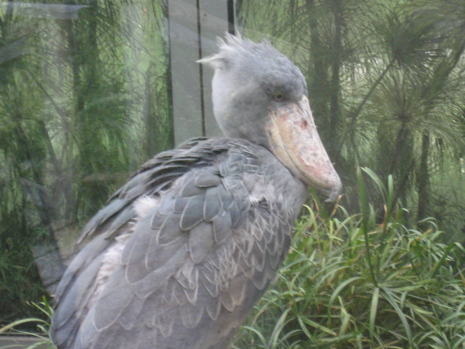 Prague Zoo - Shoebill