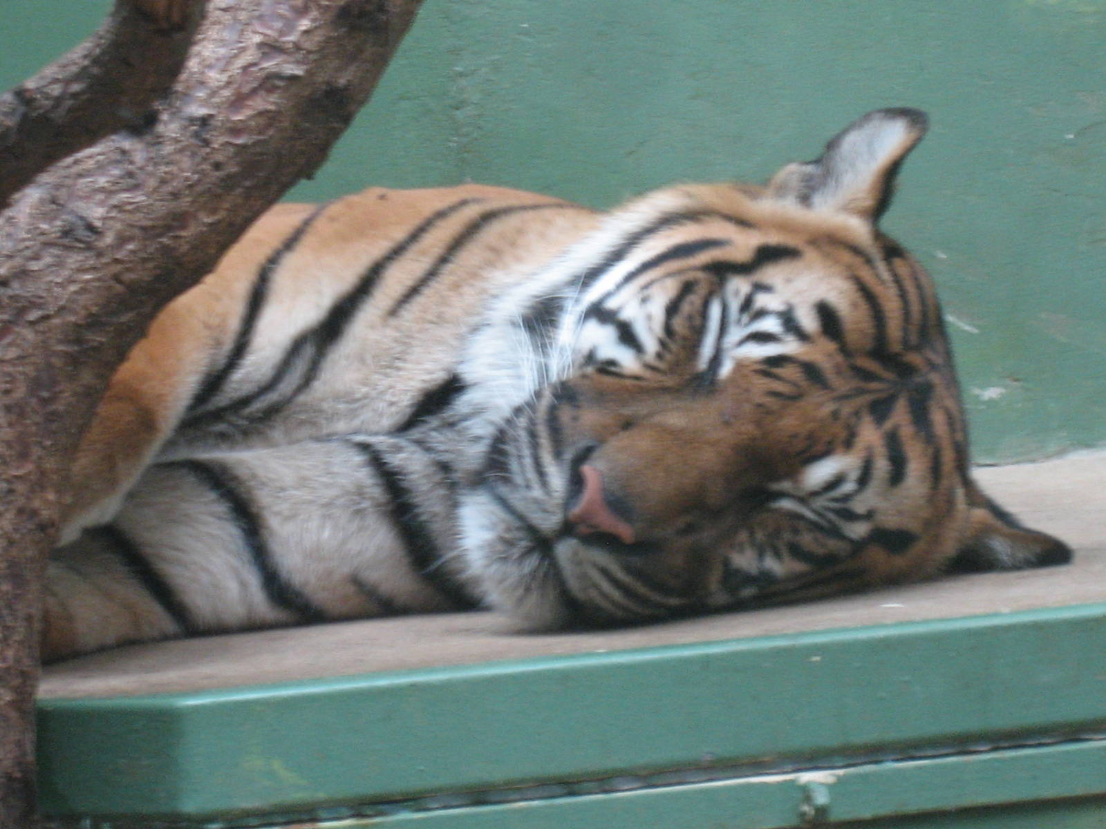 Prague Zoo - Sleeping tiger