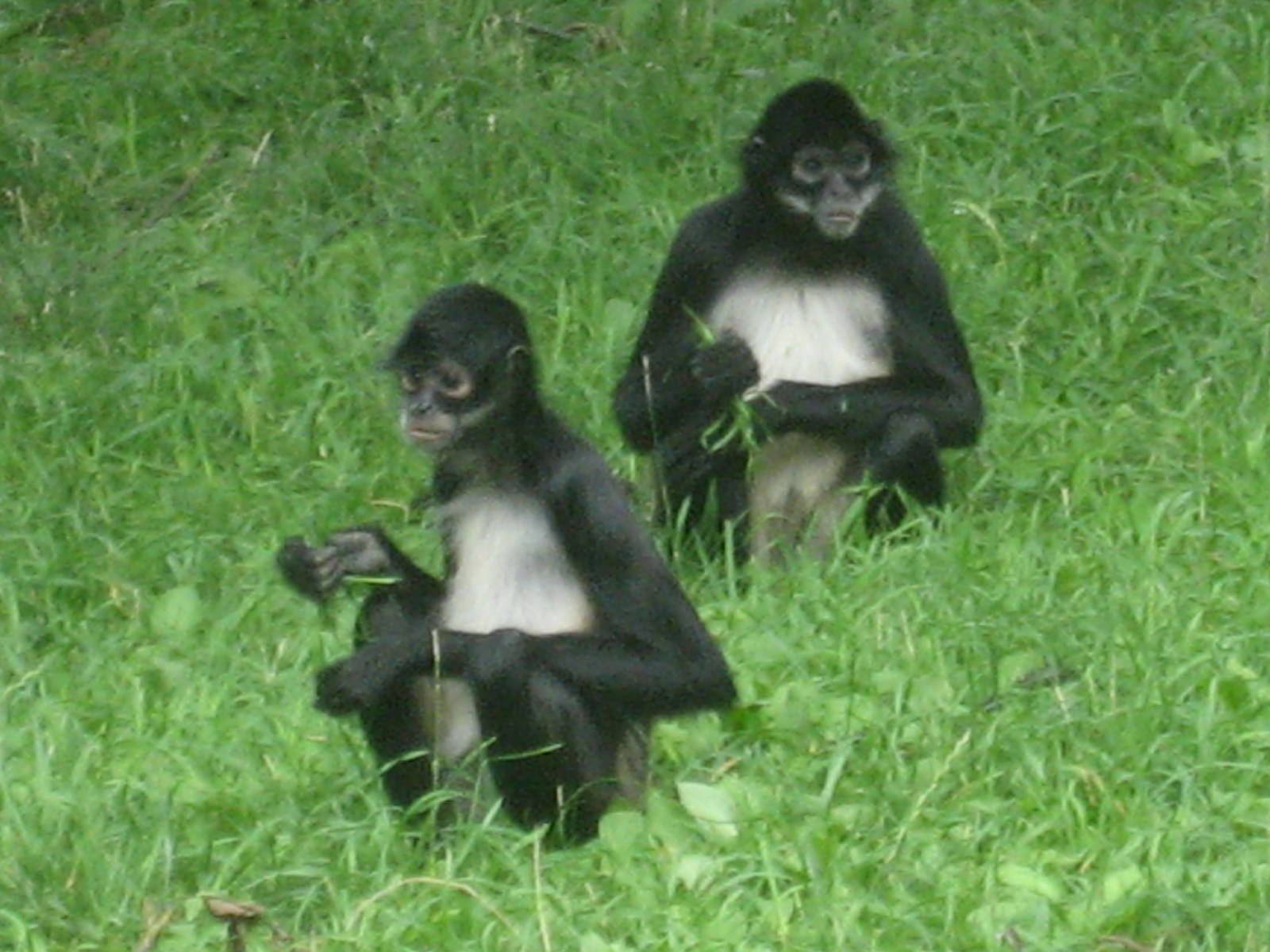 Prague Zoo - Spider monkeys