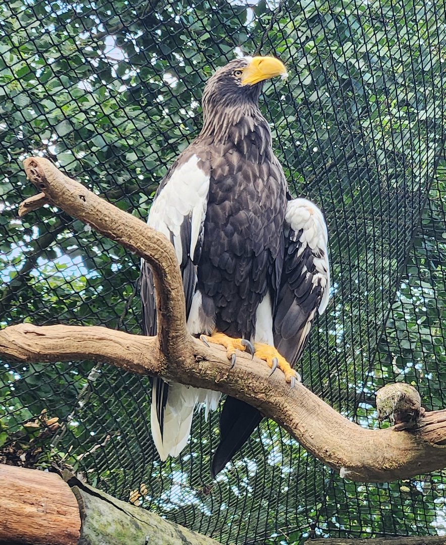 Prague Zoo - Steller's Sea Eagle