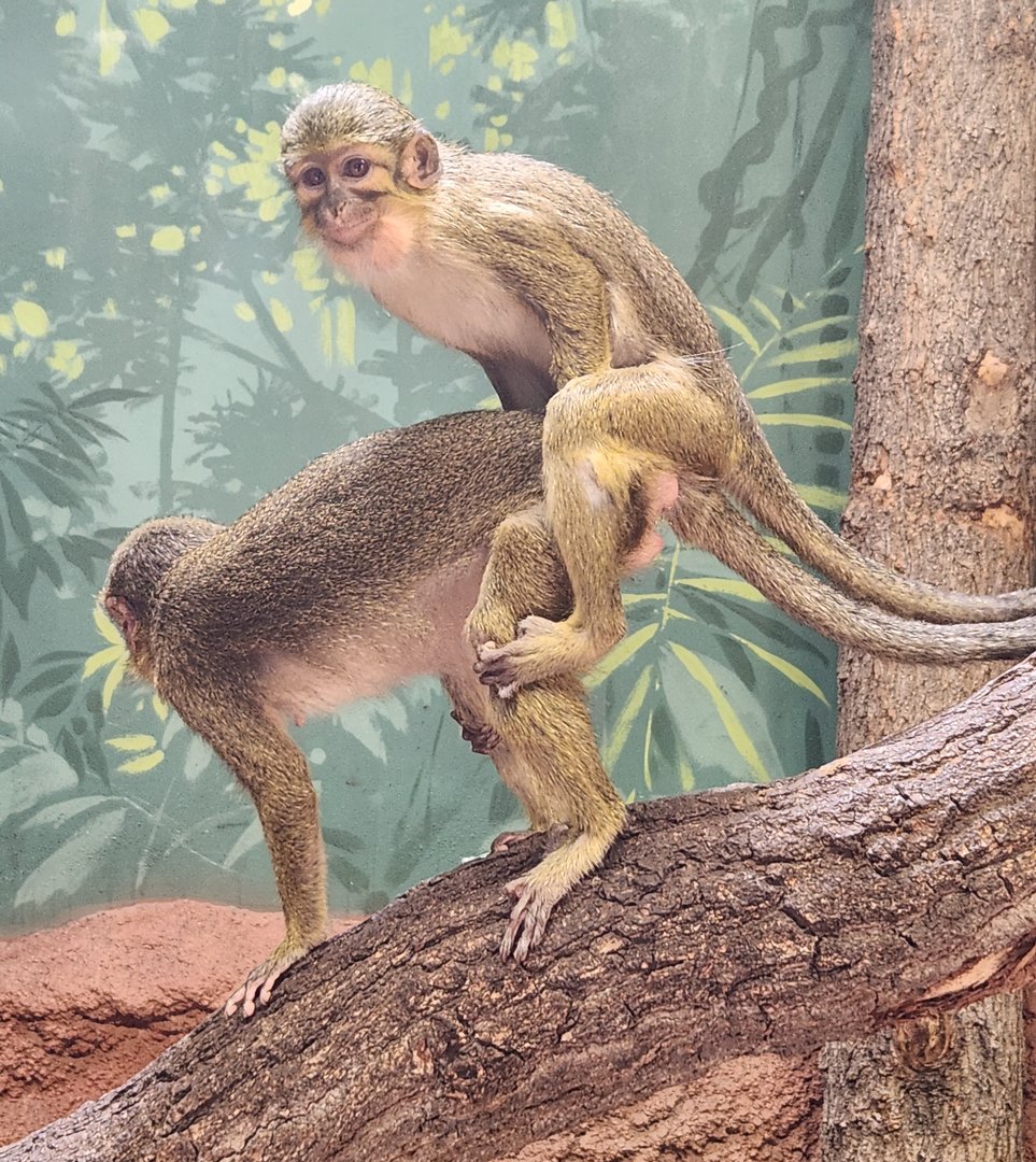 Prague Zoo - Talapoins dedicated to conservation