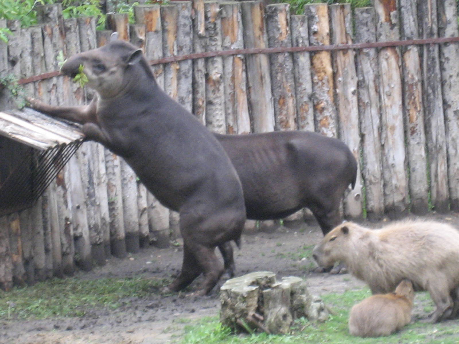 Prague Zoo - Tapirs and capybaras