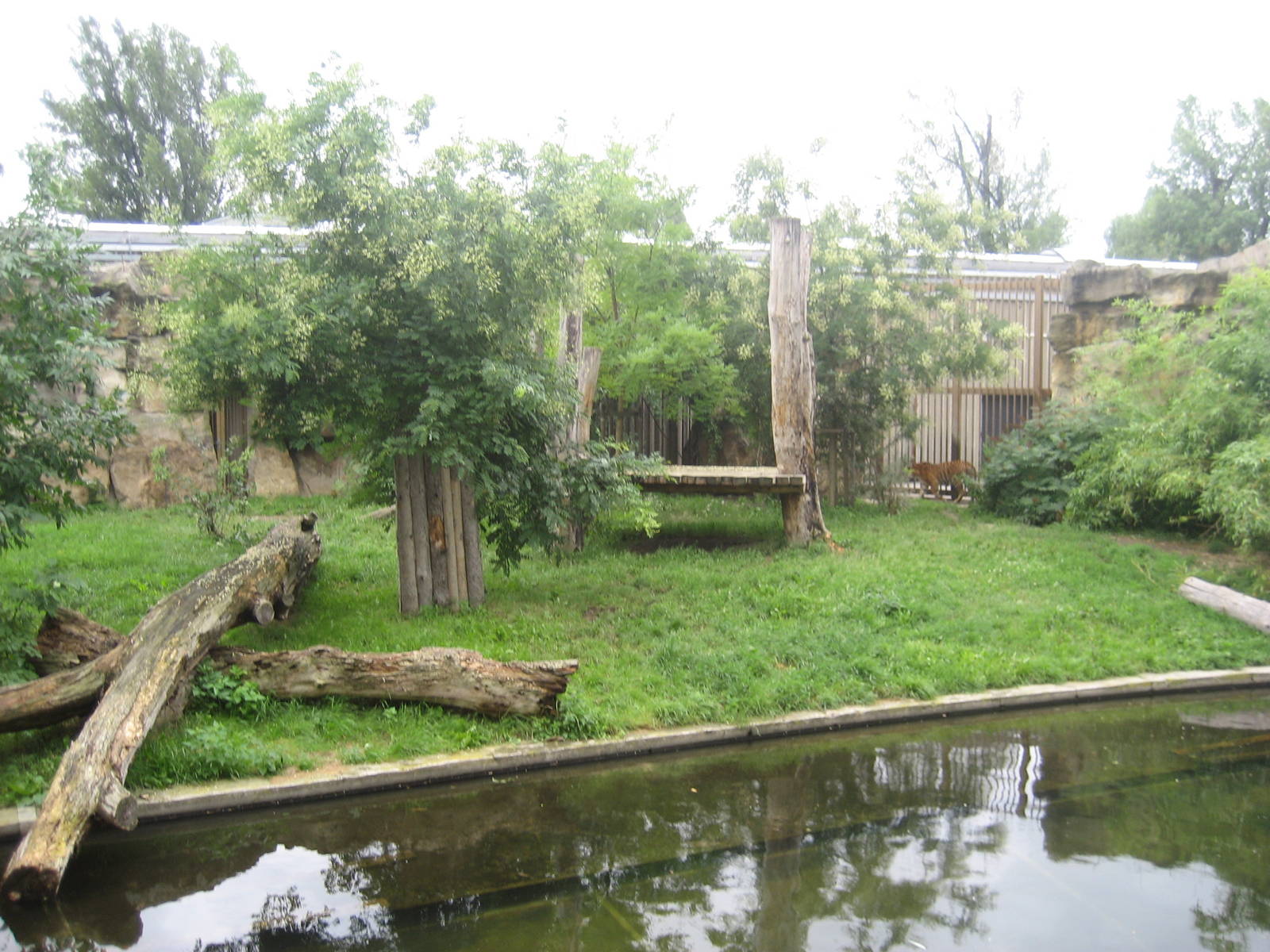 Prague Zoo - Tiger exhibit