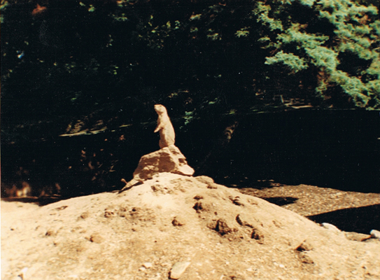 Praire Dog at Combe Martin 1989