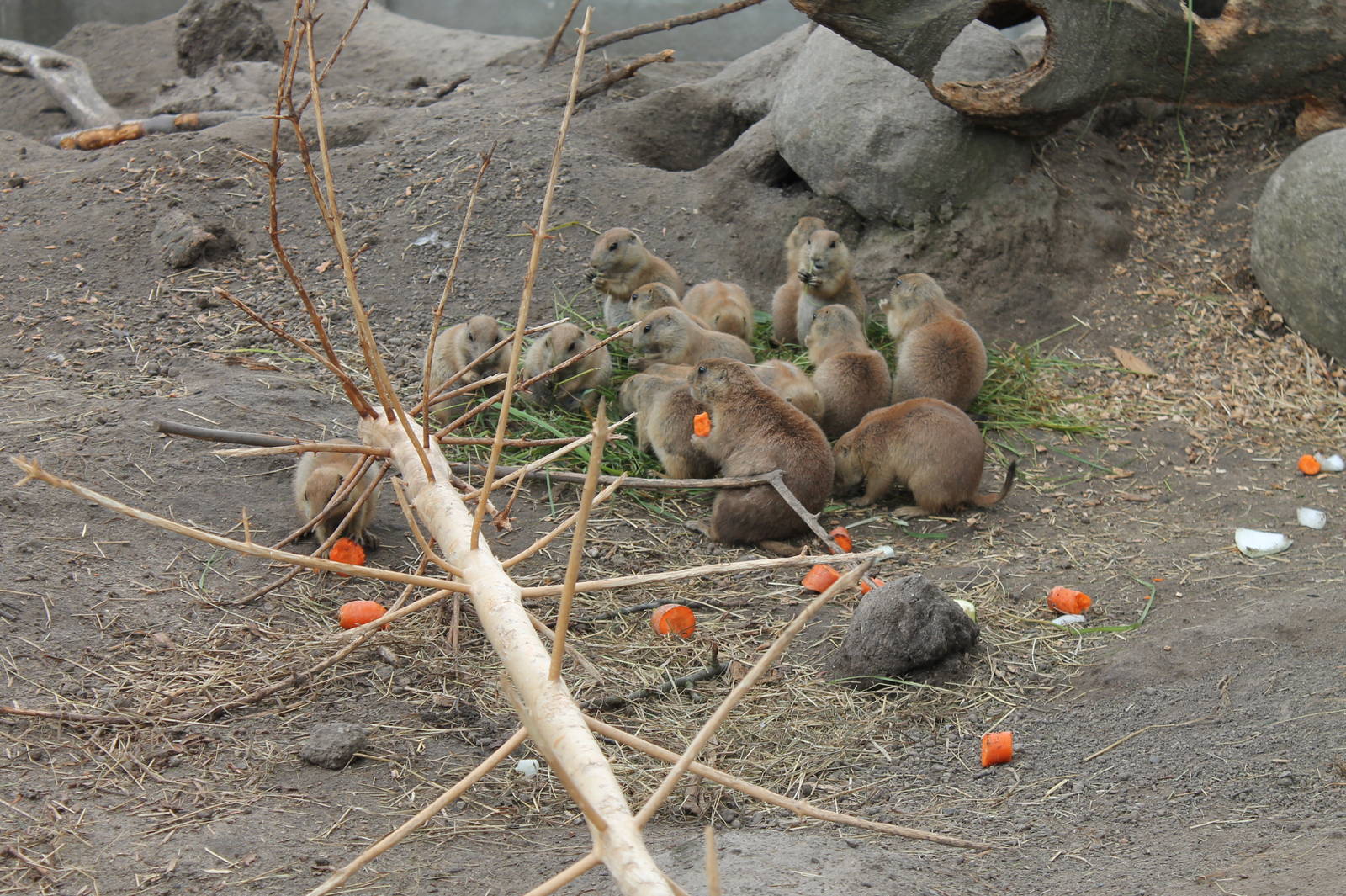 Praire Dog feeding time