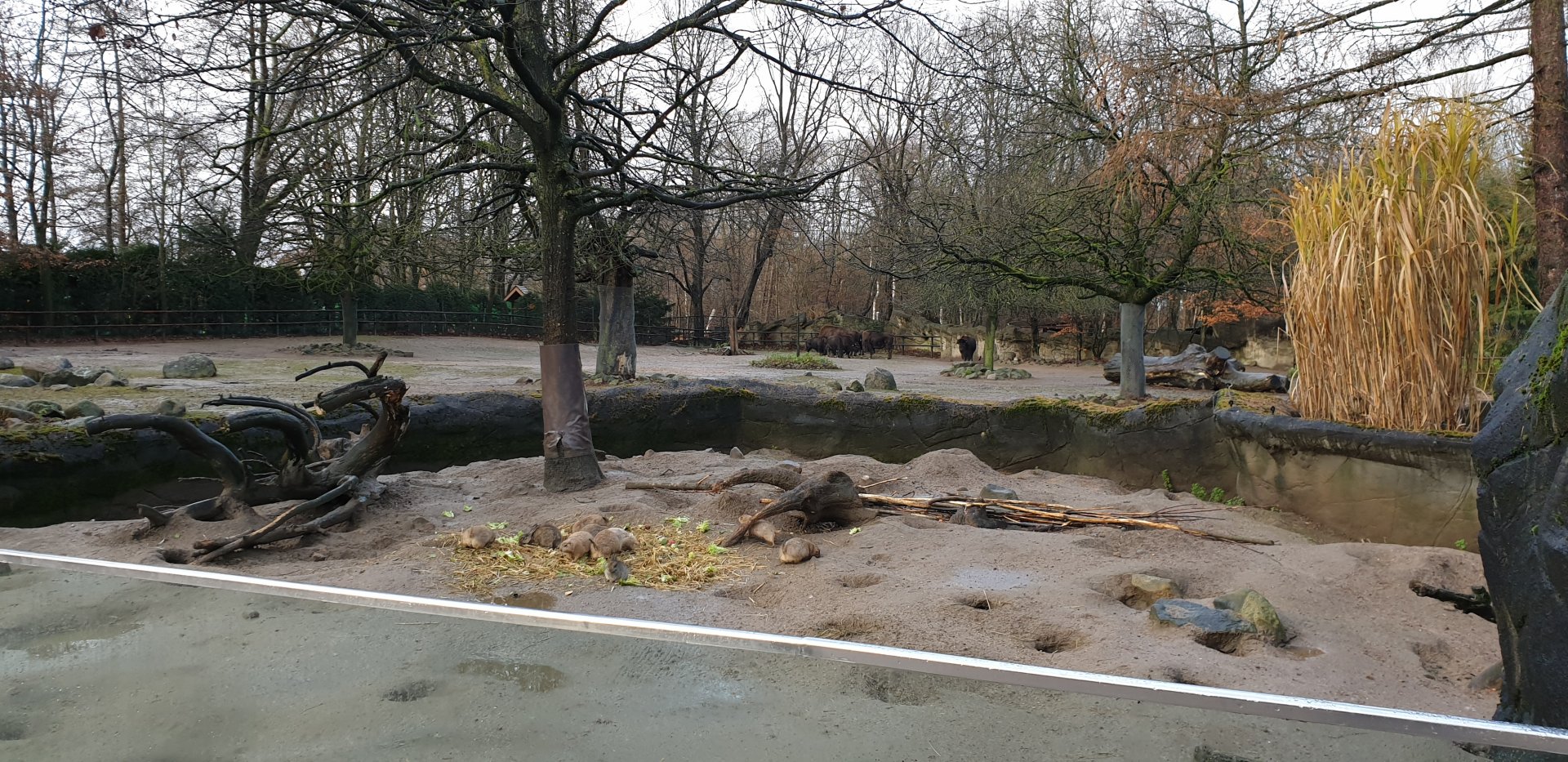 Prairi-dog ( front ) and American bison enclosures