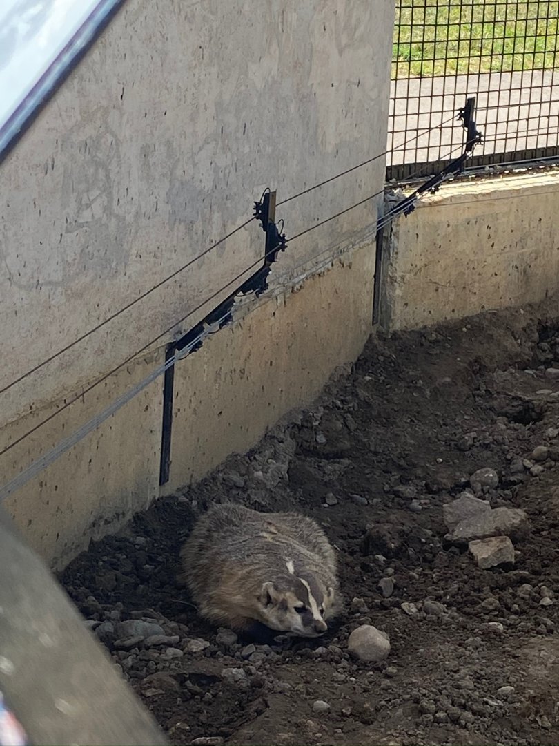 Prairie- American badger