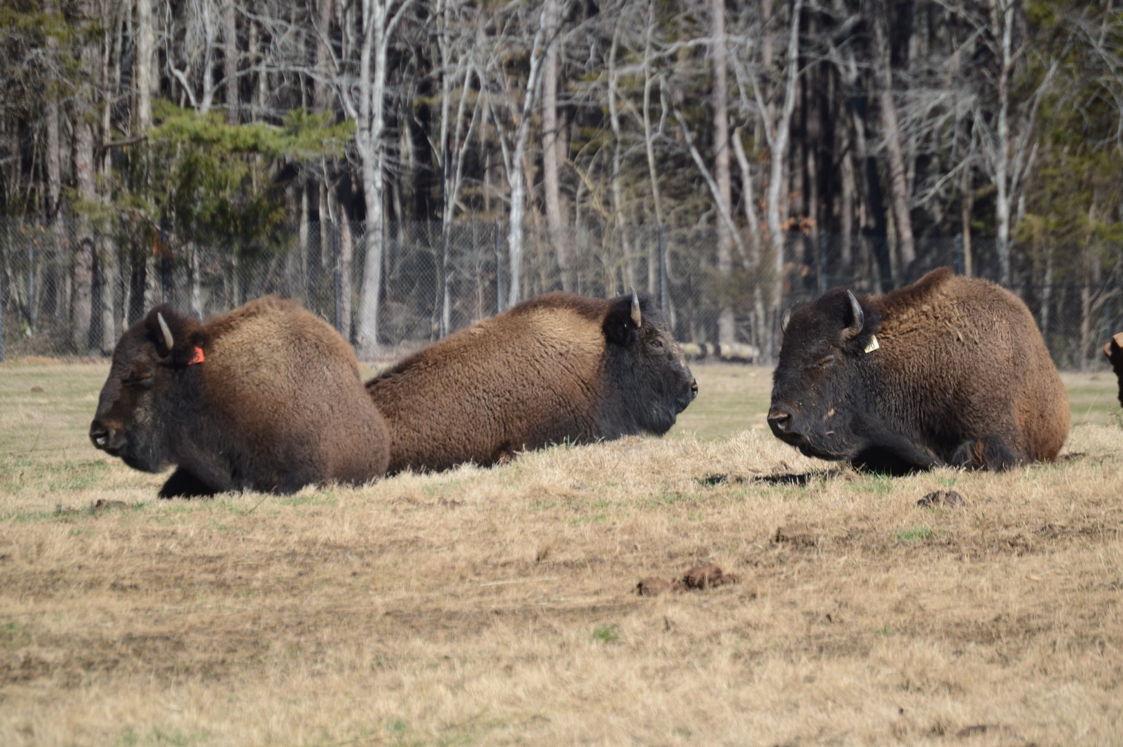 Prairie - American Bison (Bison bison)