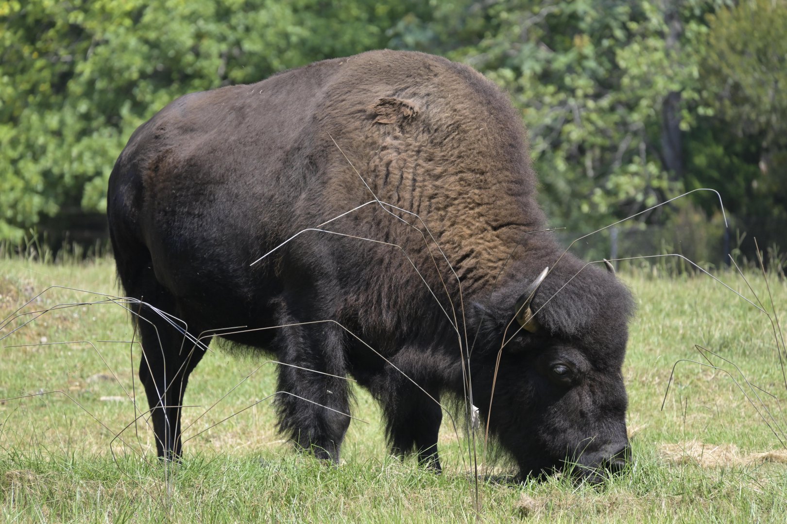 Prairie - American Bison (Bison bison)