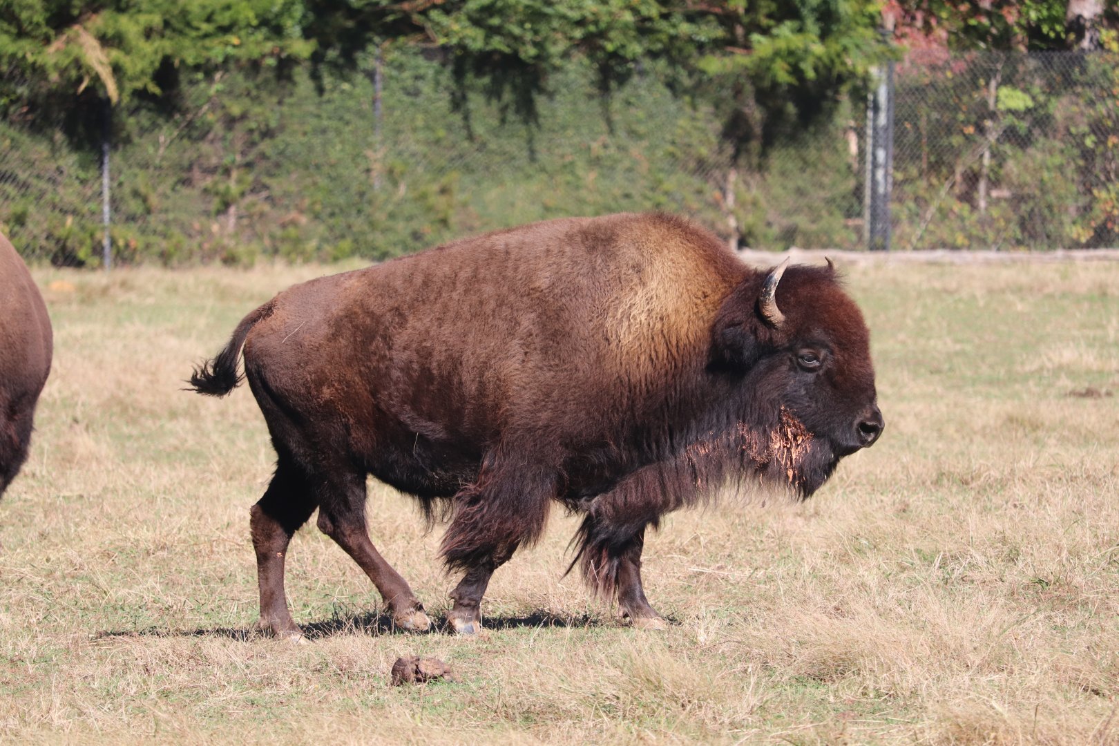 Prairie - American Bison