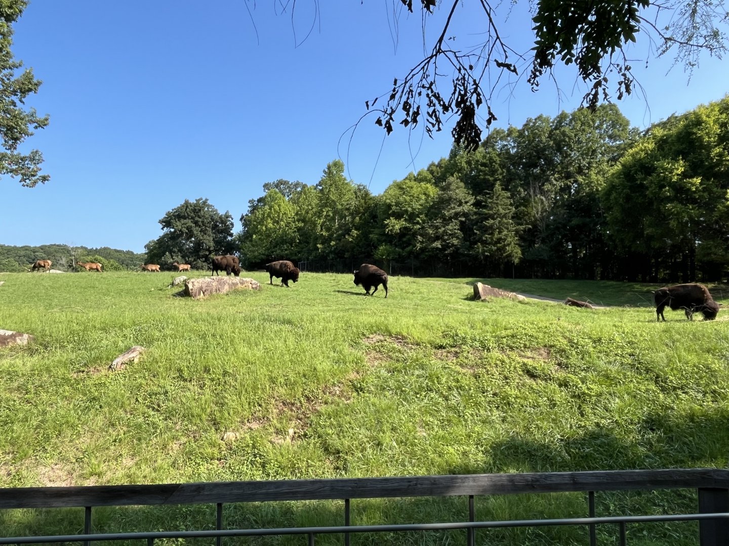 Prairie - Bison and Elk