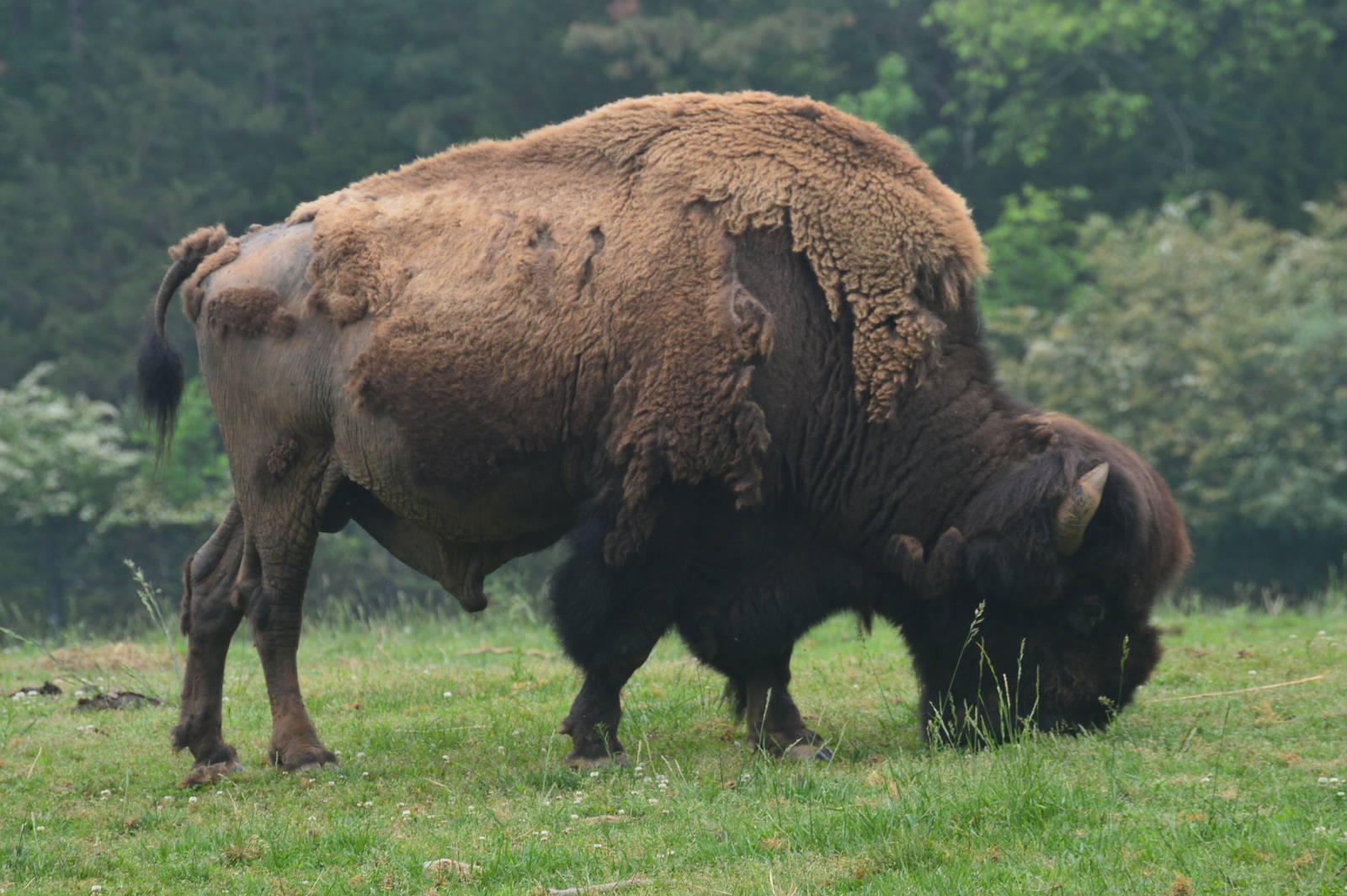 Prairie - Bison