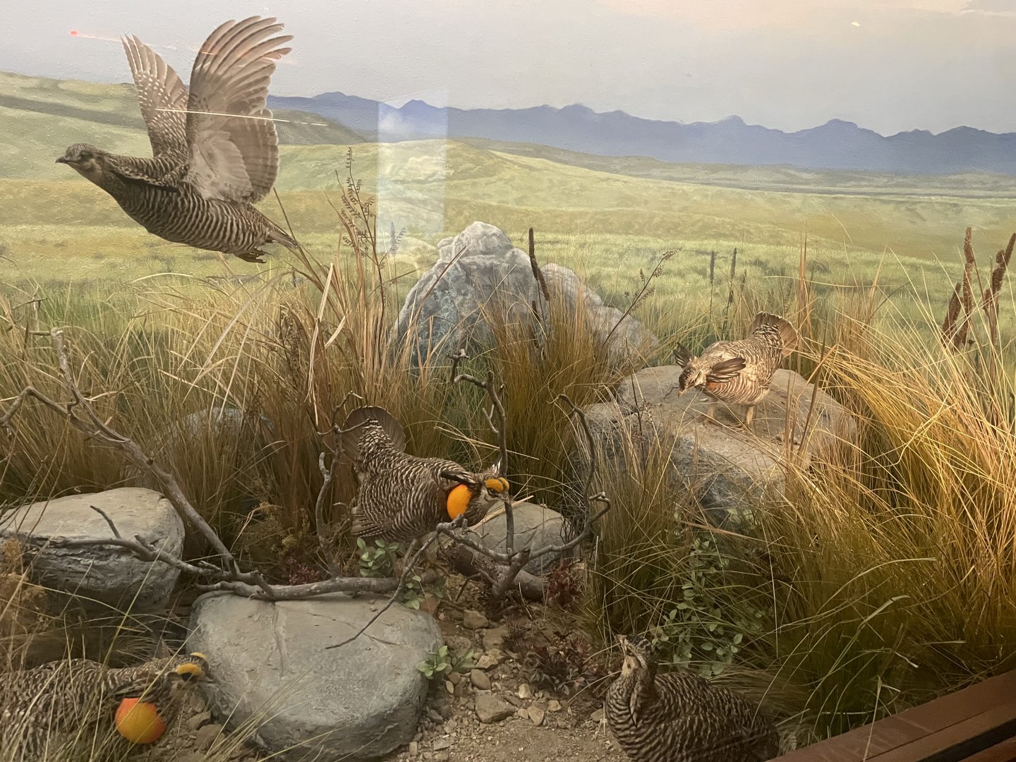 Prairie Chicken Diorama