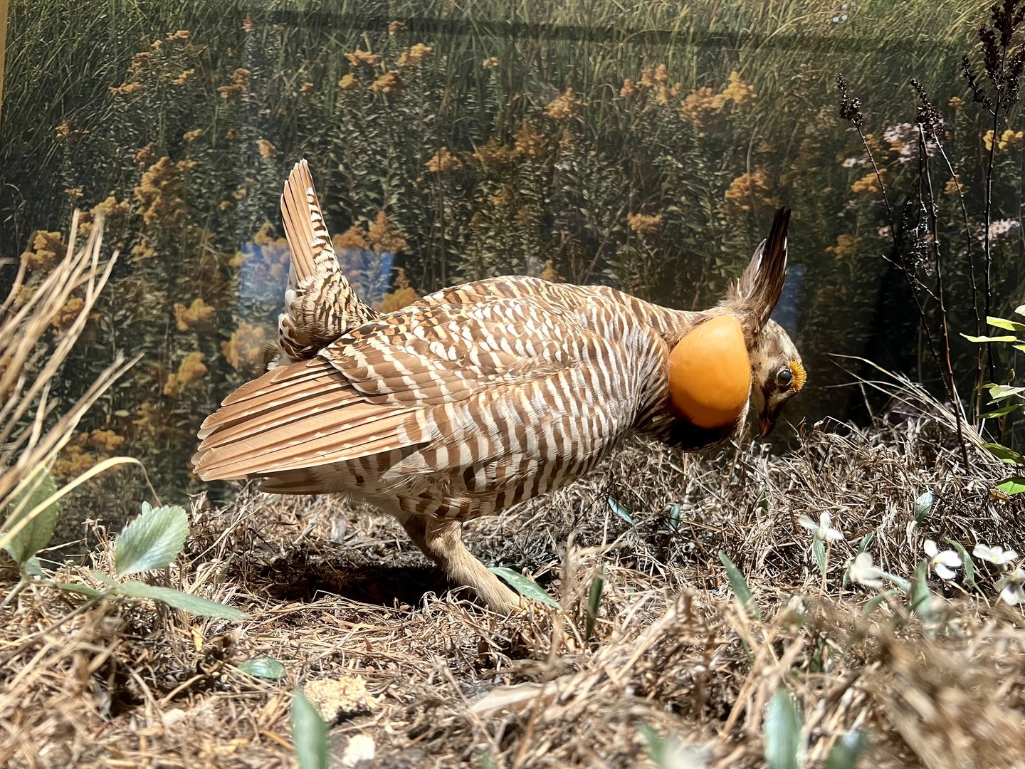 Prairie Chicken Display