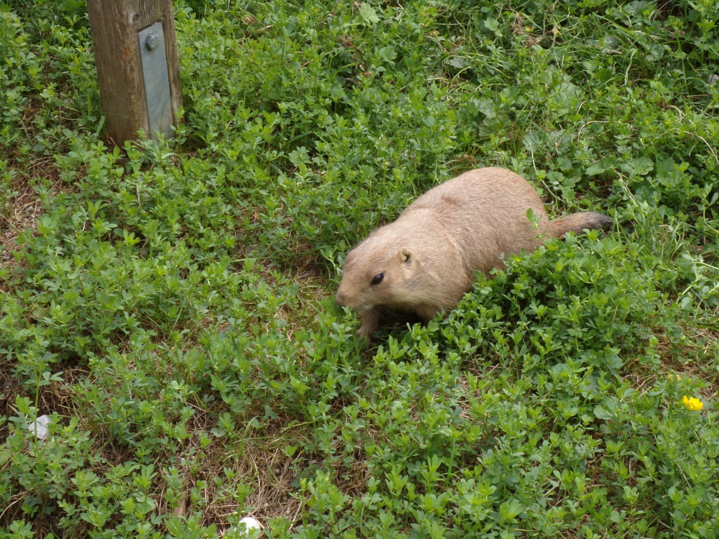 Prairie dog 13.7.25
