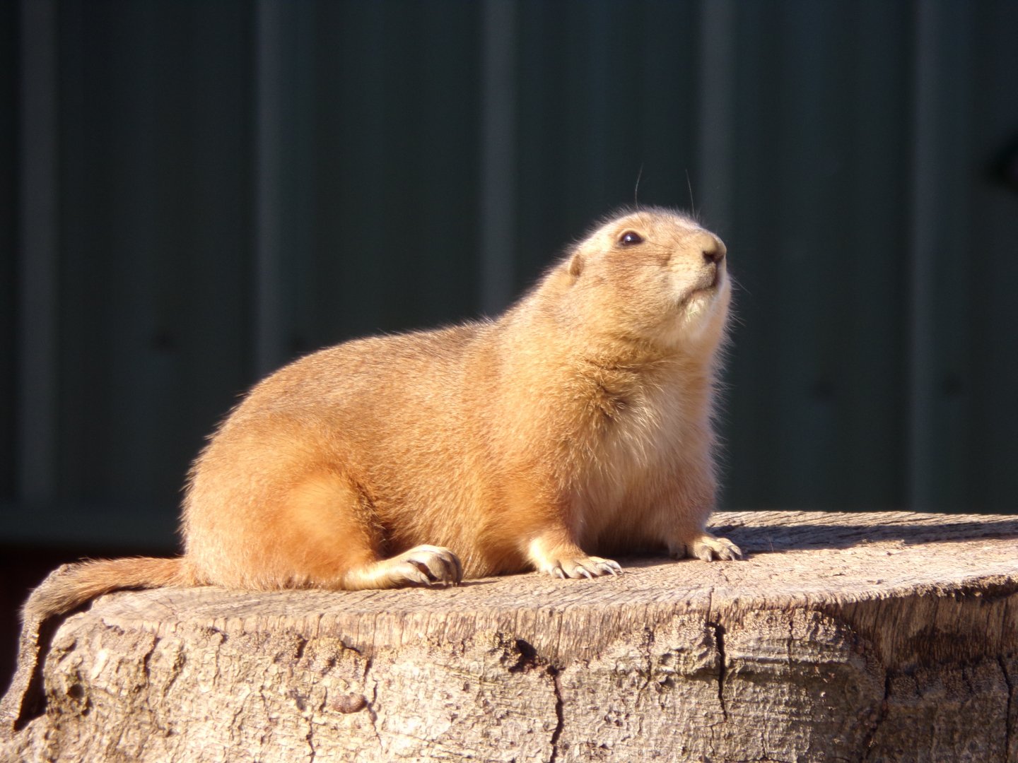 Prairie dog 14.10.23