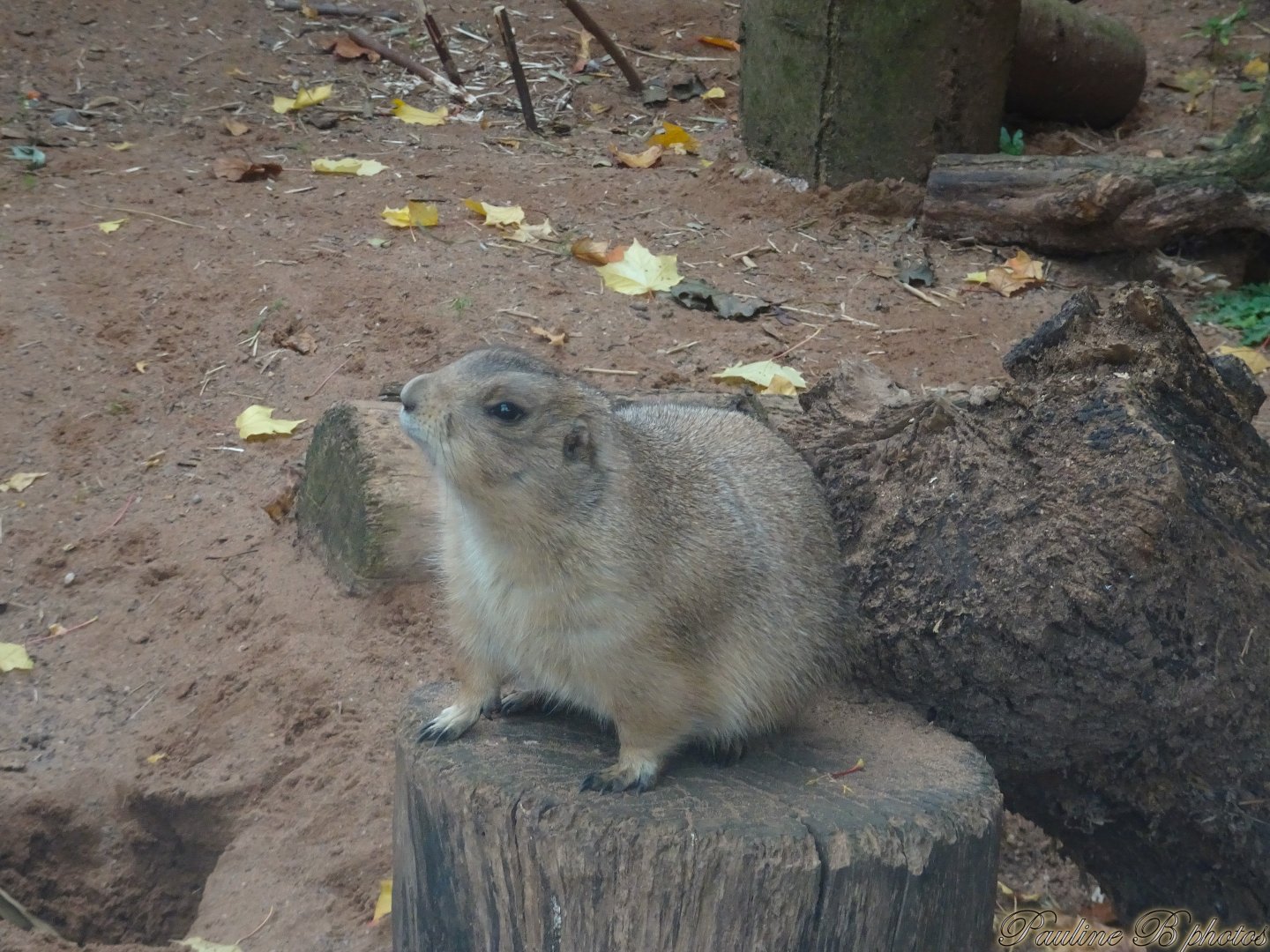 Prairie Dog 18 October 2025