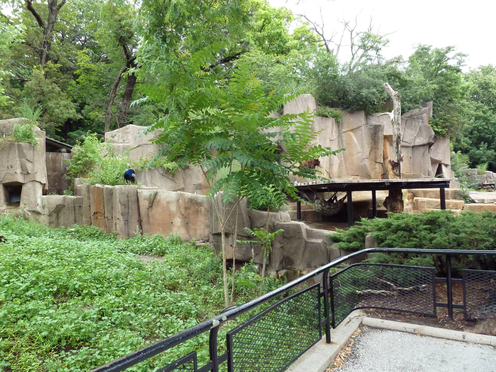 Prairie Dog + American Black Bear Exhibits