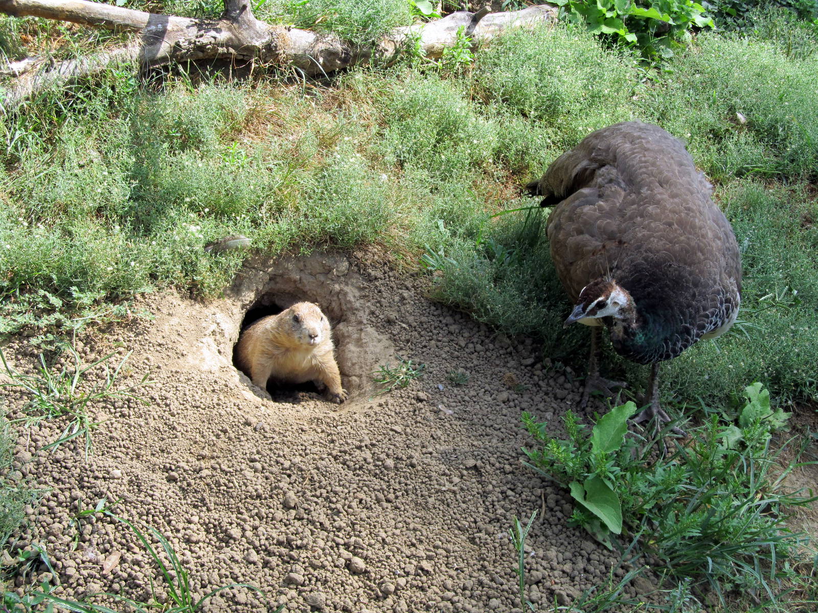 Prairie Dog and Peafowl