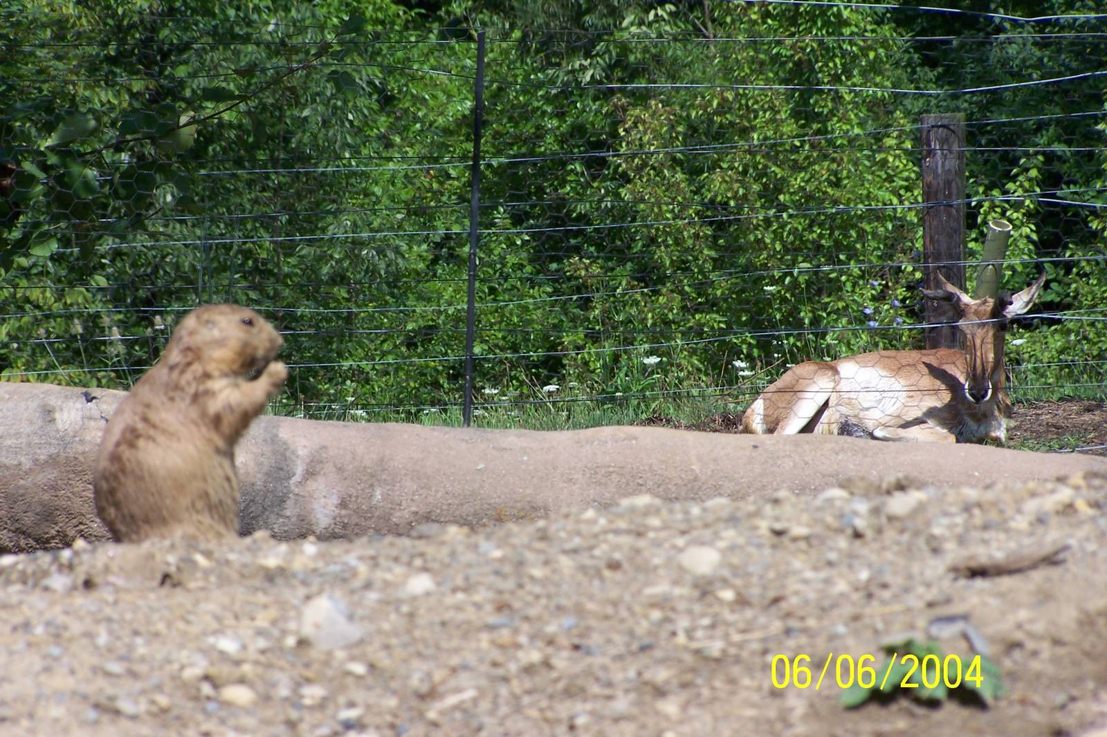 Prairie Dog and Pronghorn ~ North America