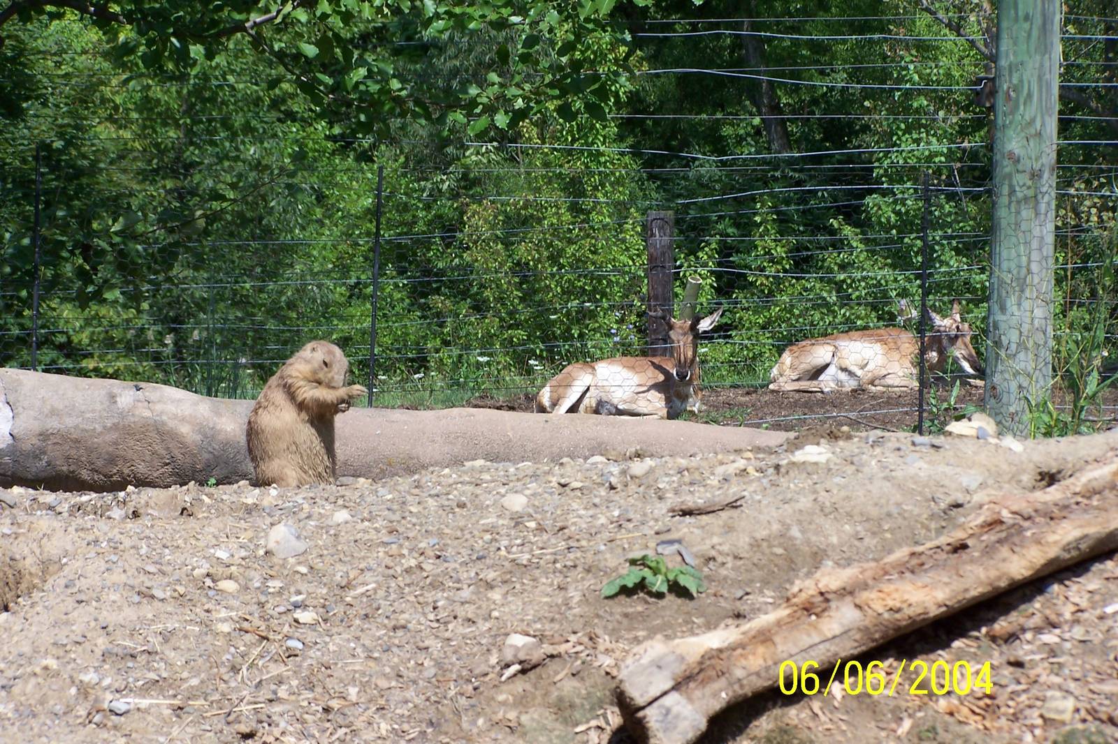 Prairie Dog and Pronghorn ~ North America
