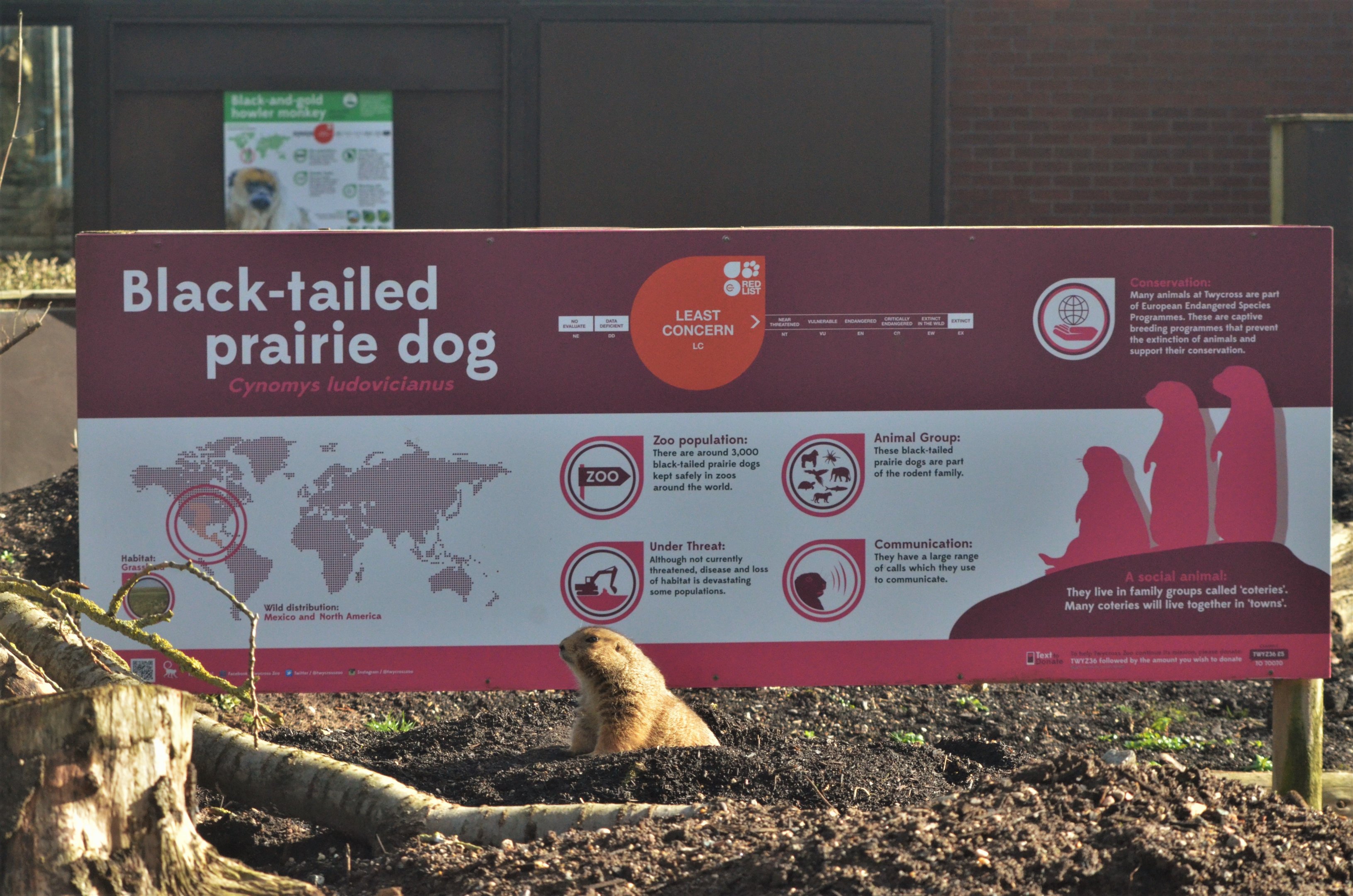 Prairie Dog and Subtle Signage at Twycross, 11/02/18