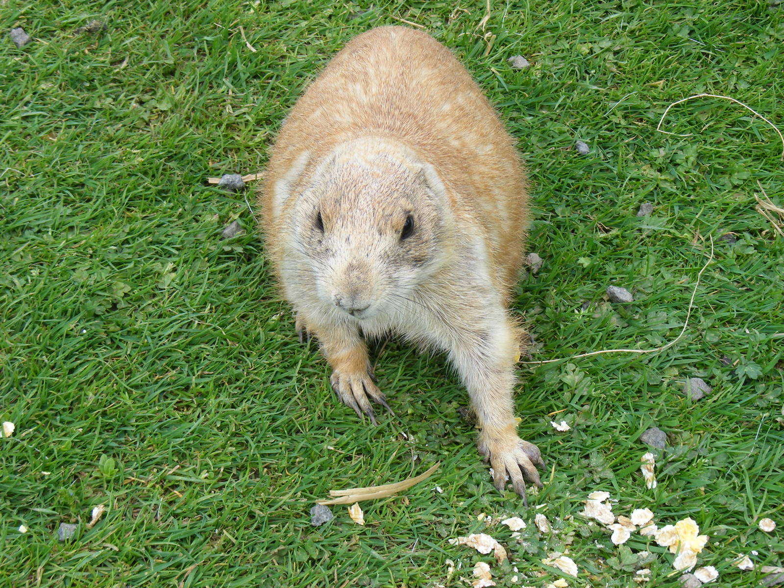Prairie dog at Auchingarrich Wildlife Centre, 20 May 2010