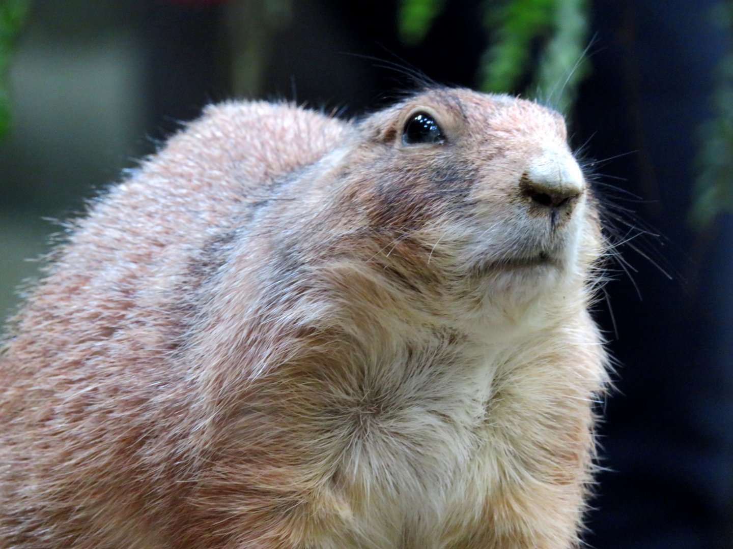 Prairie Dog at Kobe Animal Kingdom