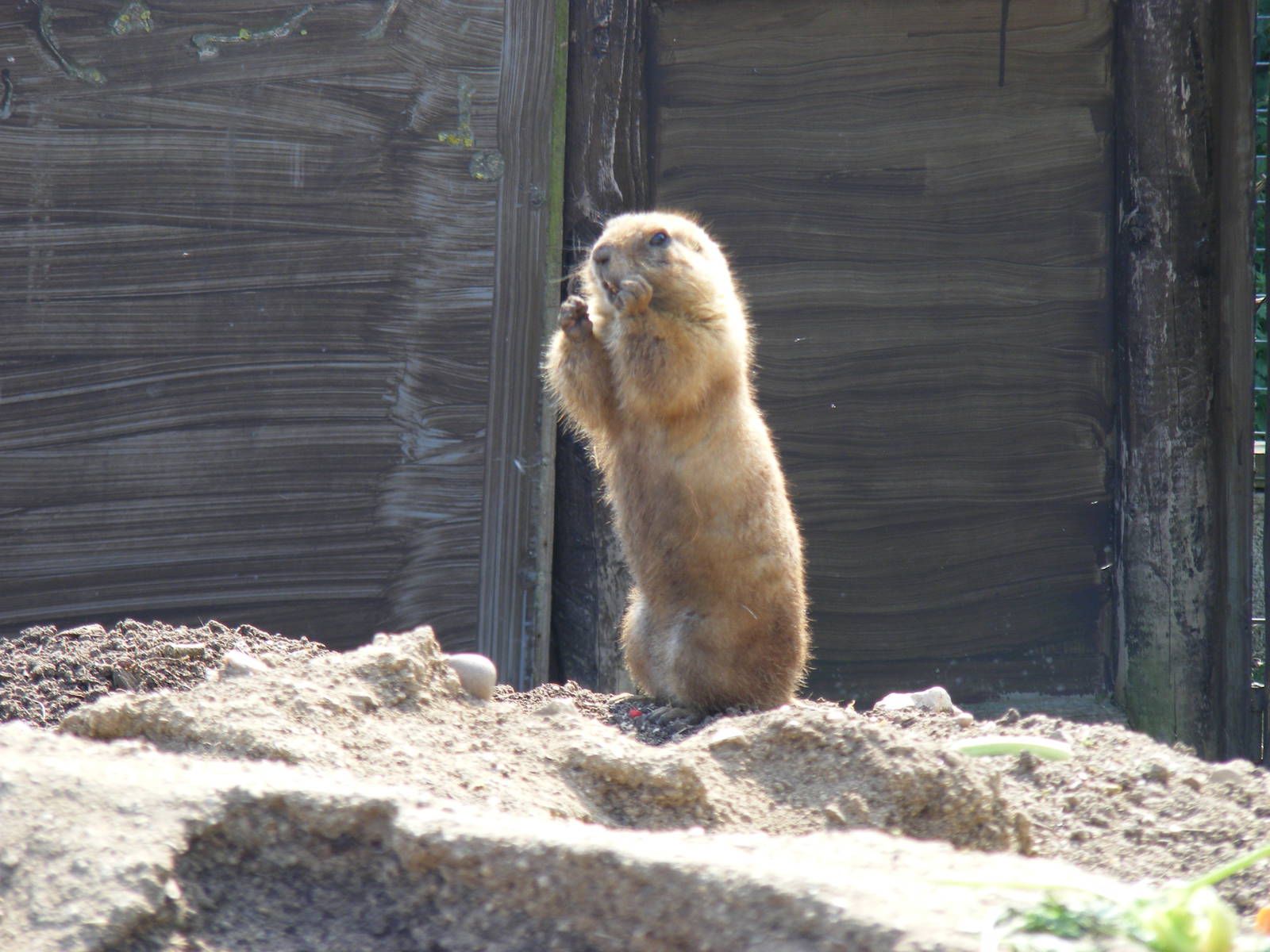Prairie dog at The Ark Animal Sanctuary, 22 April 2011