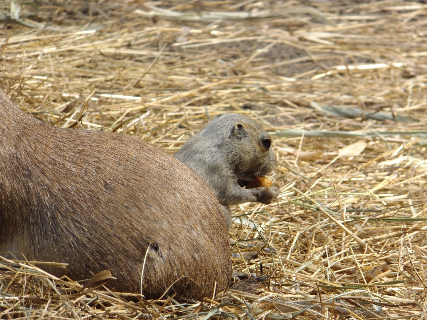 Prairie dog babies 1.