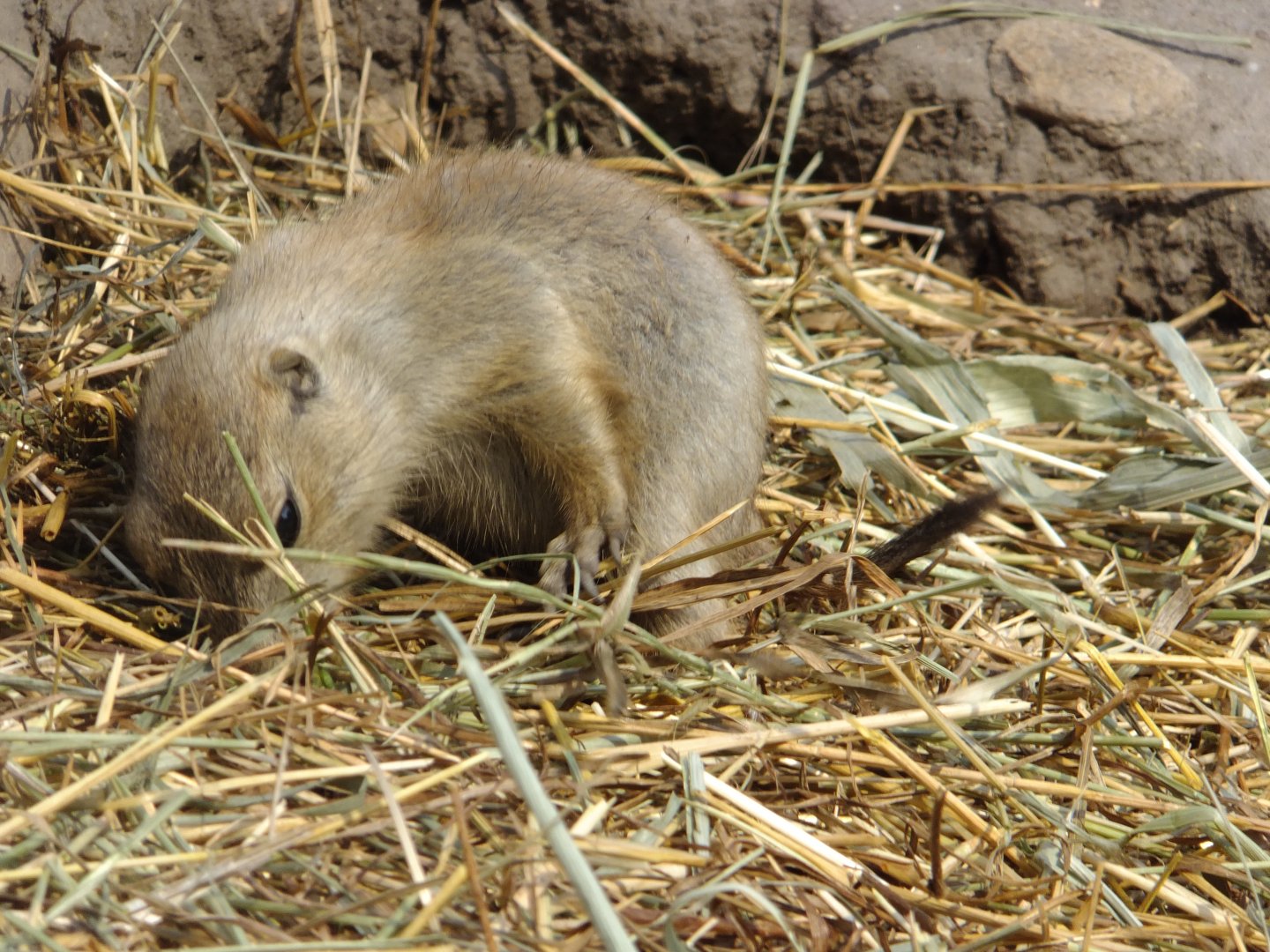 Prairie dog babies 2.