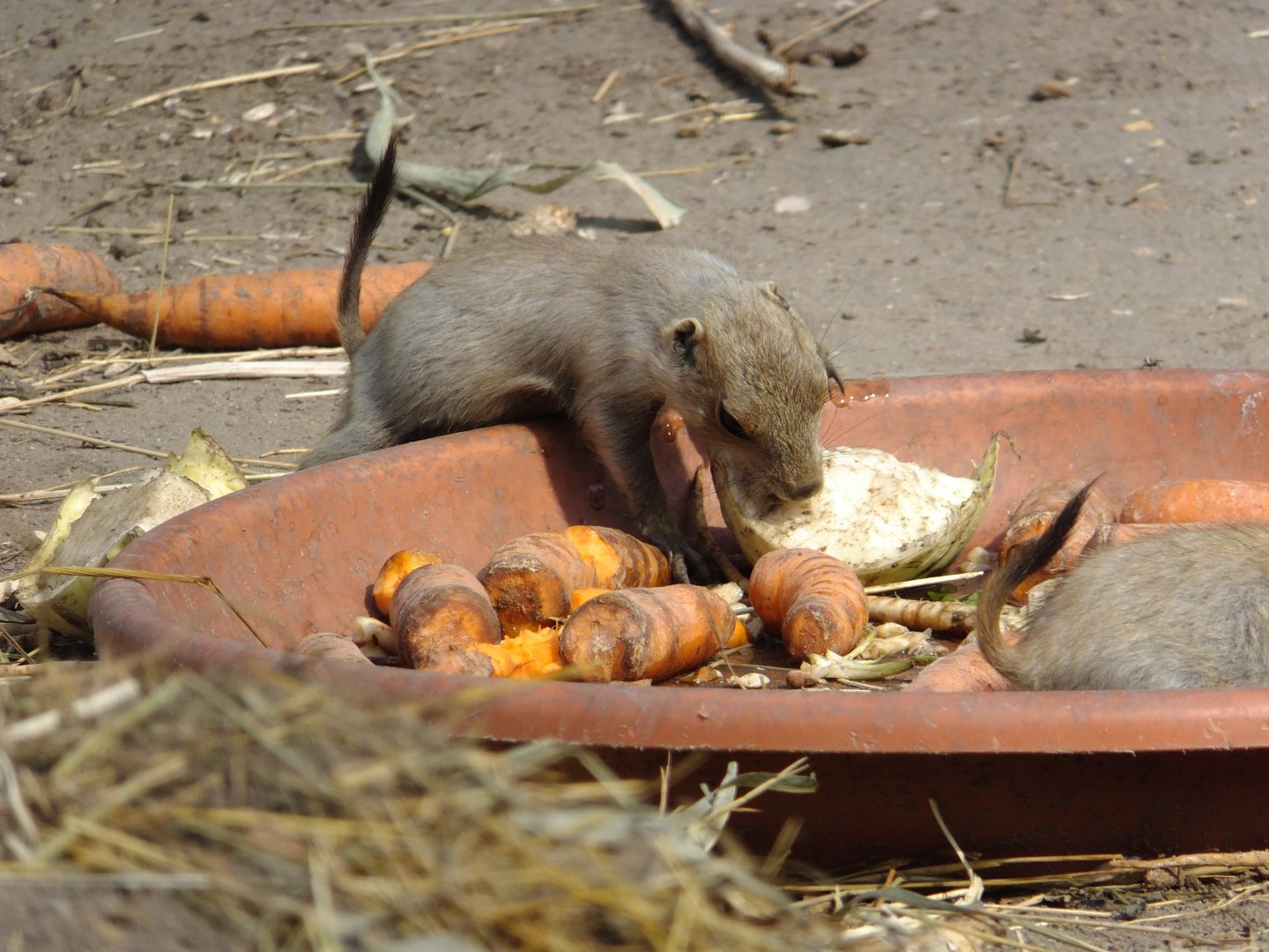 Prairie dog babies 3.